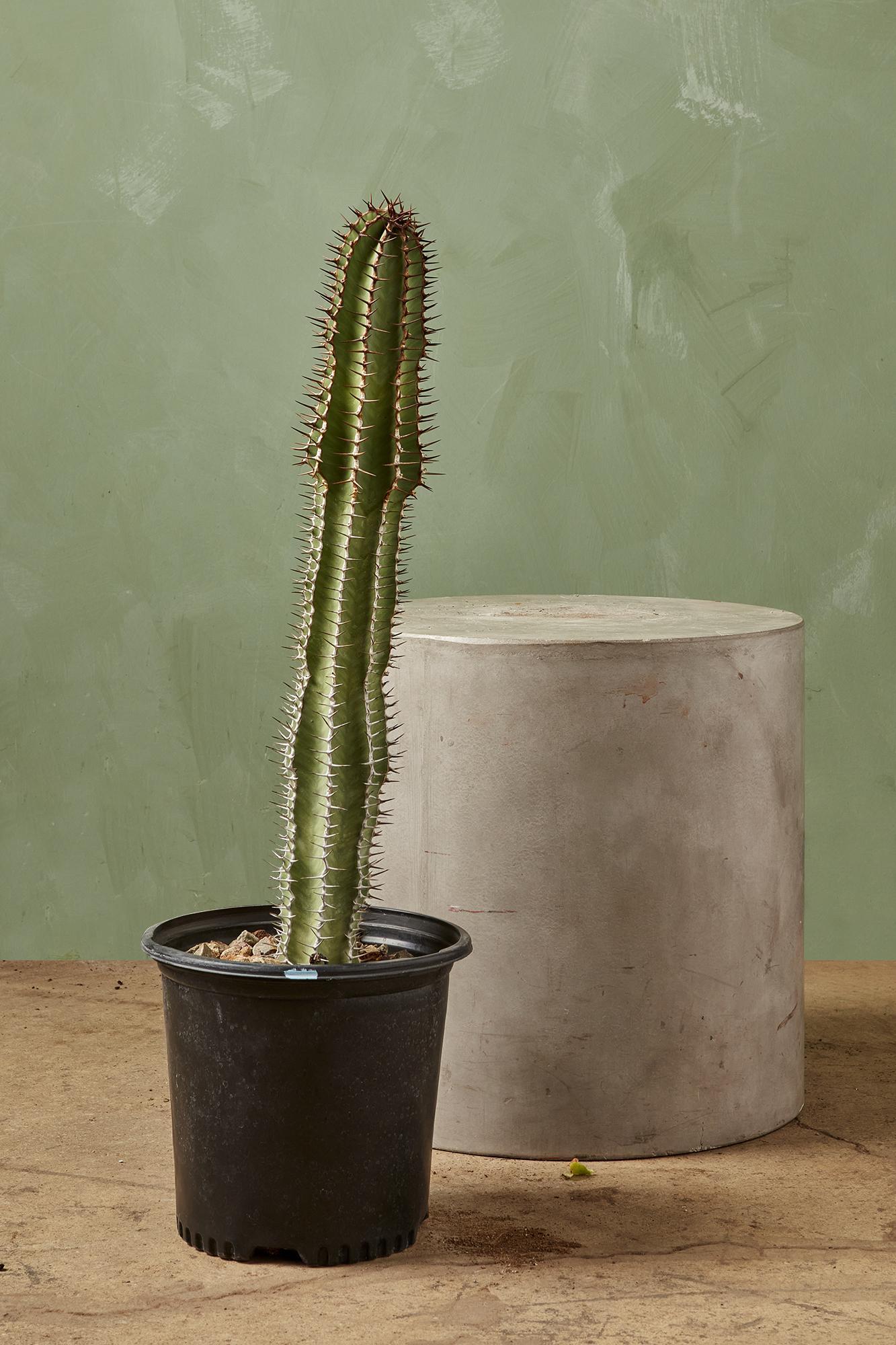 Euphorbia virosa