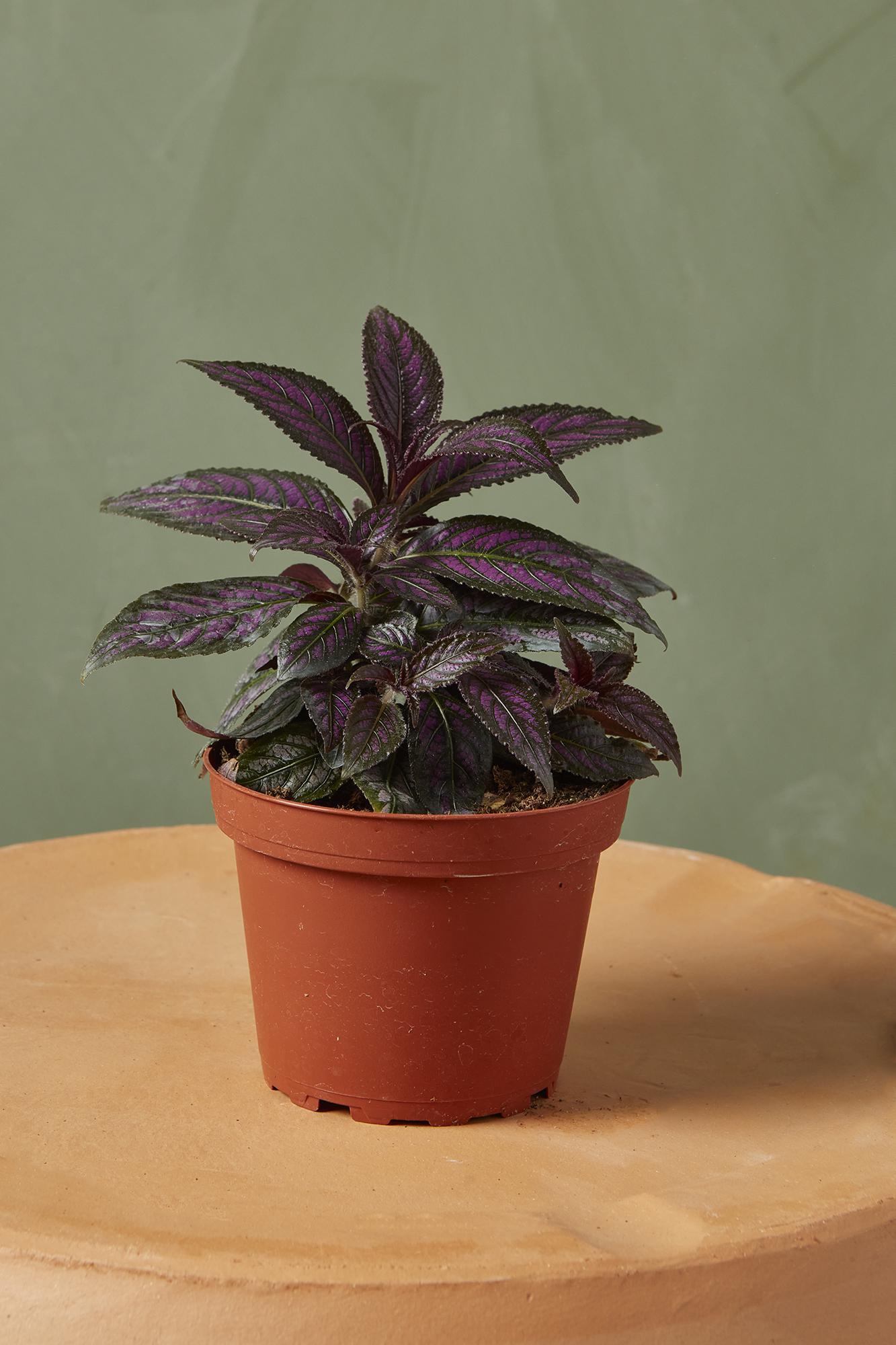 Persian Shield