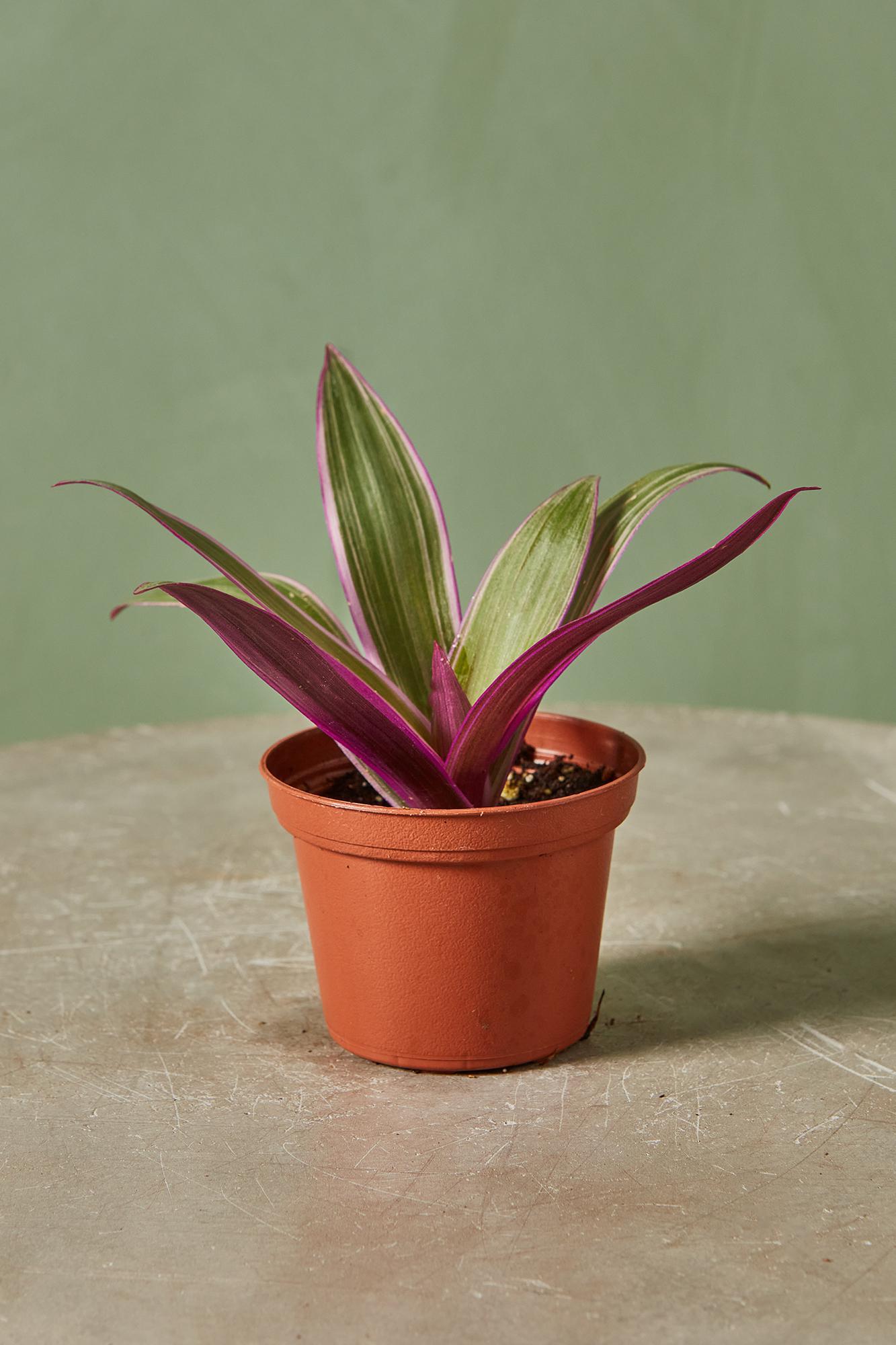 Boat Lily