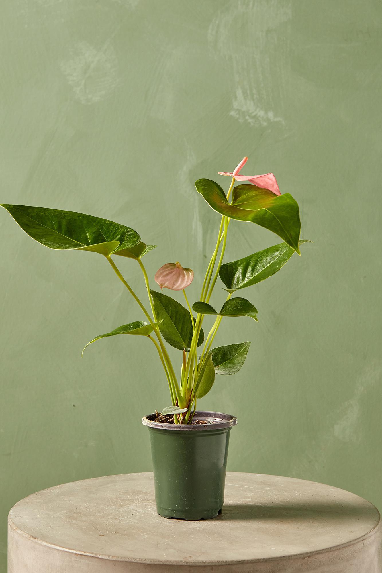 Anthurium 'Cobra'