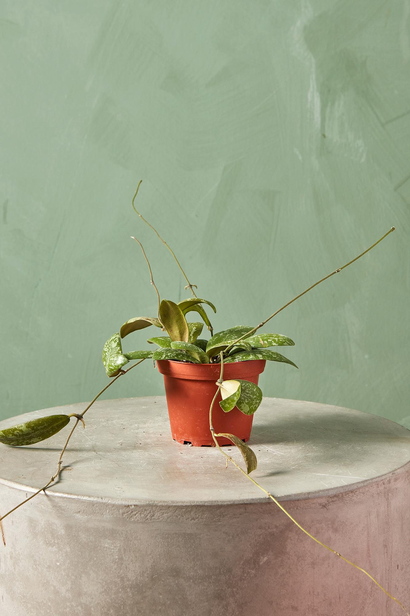 Hoya sigilatis