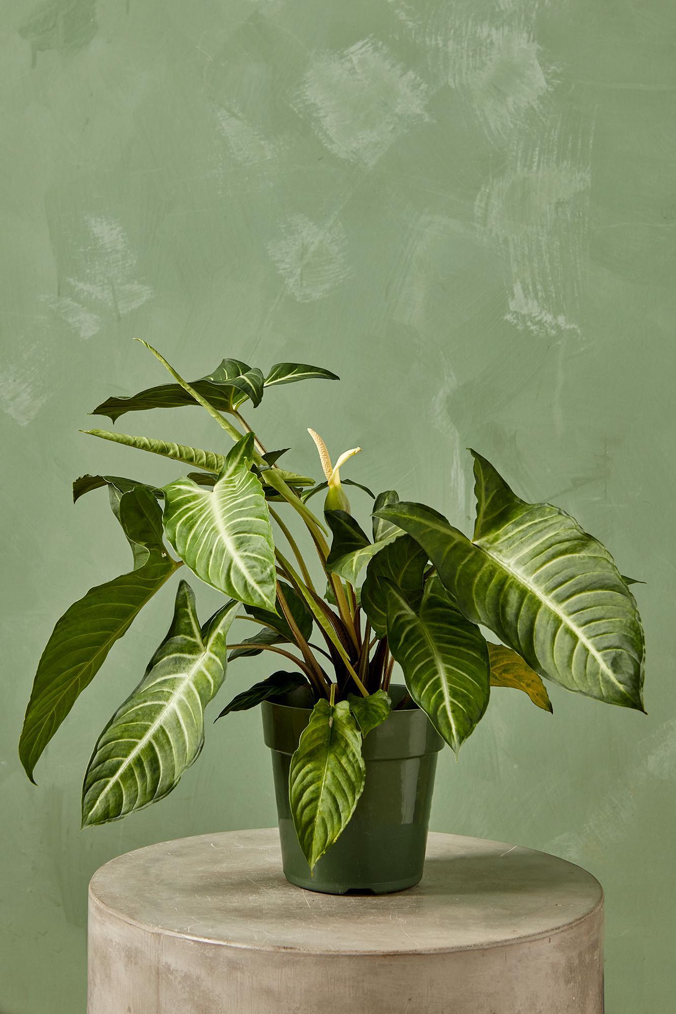 Caladium lindenii