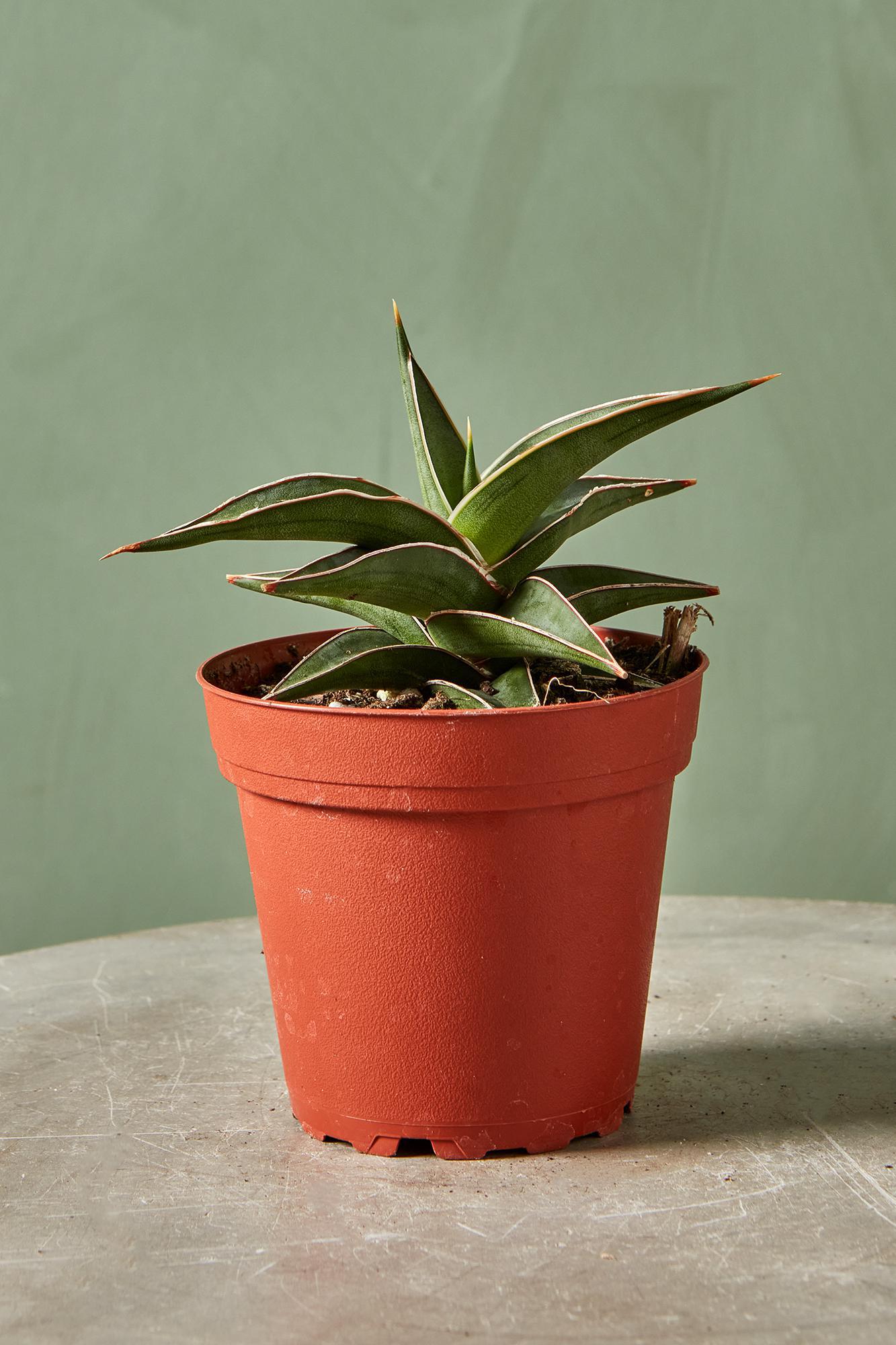 Snake Plant 'Lavranos'