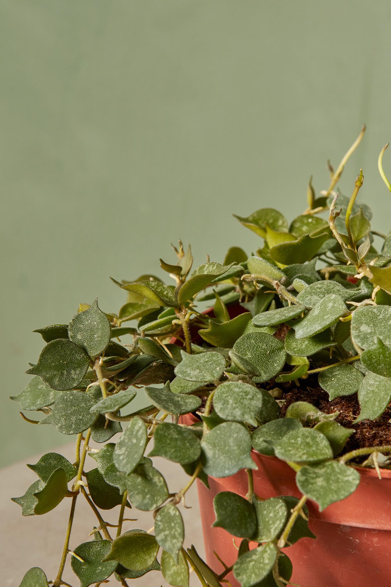 Hoya curtisii