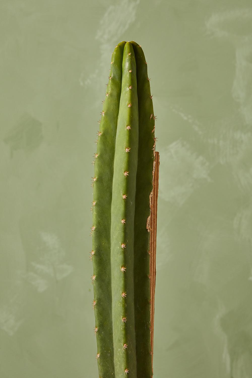 San Pedro Cactus