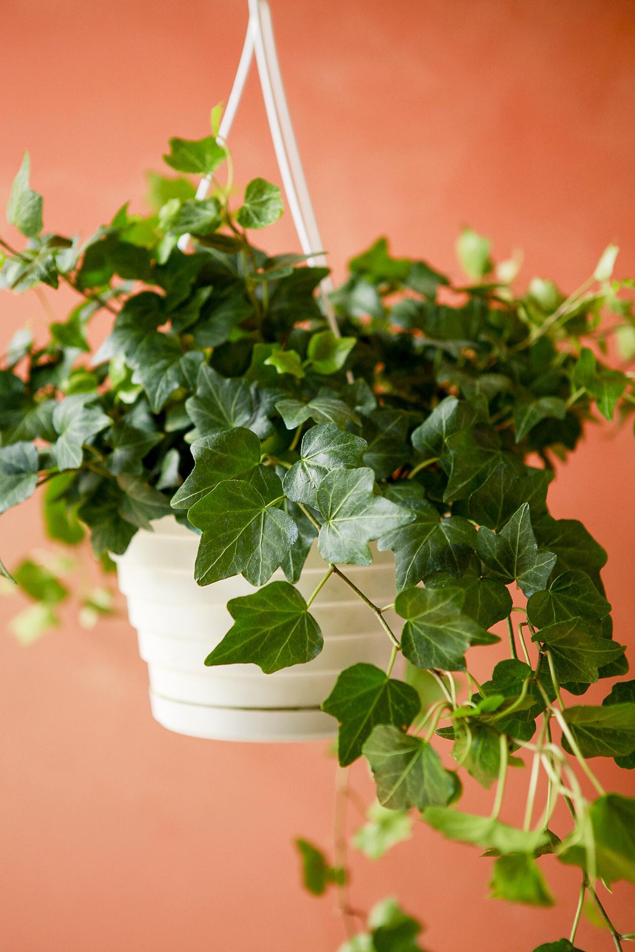Ivy