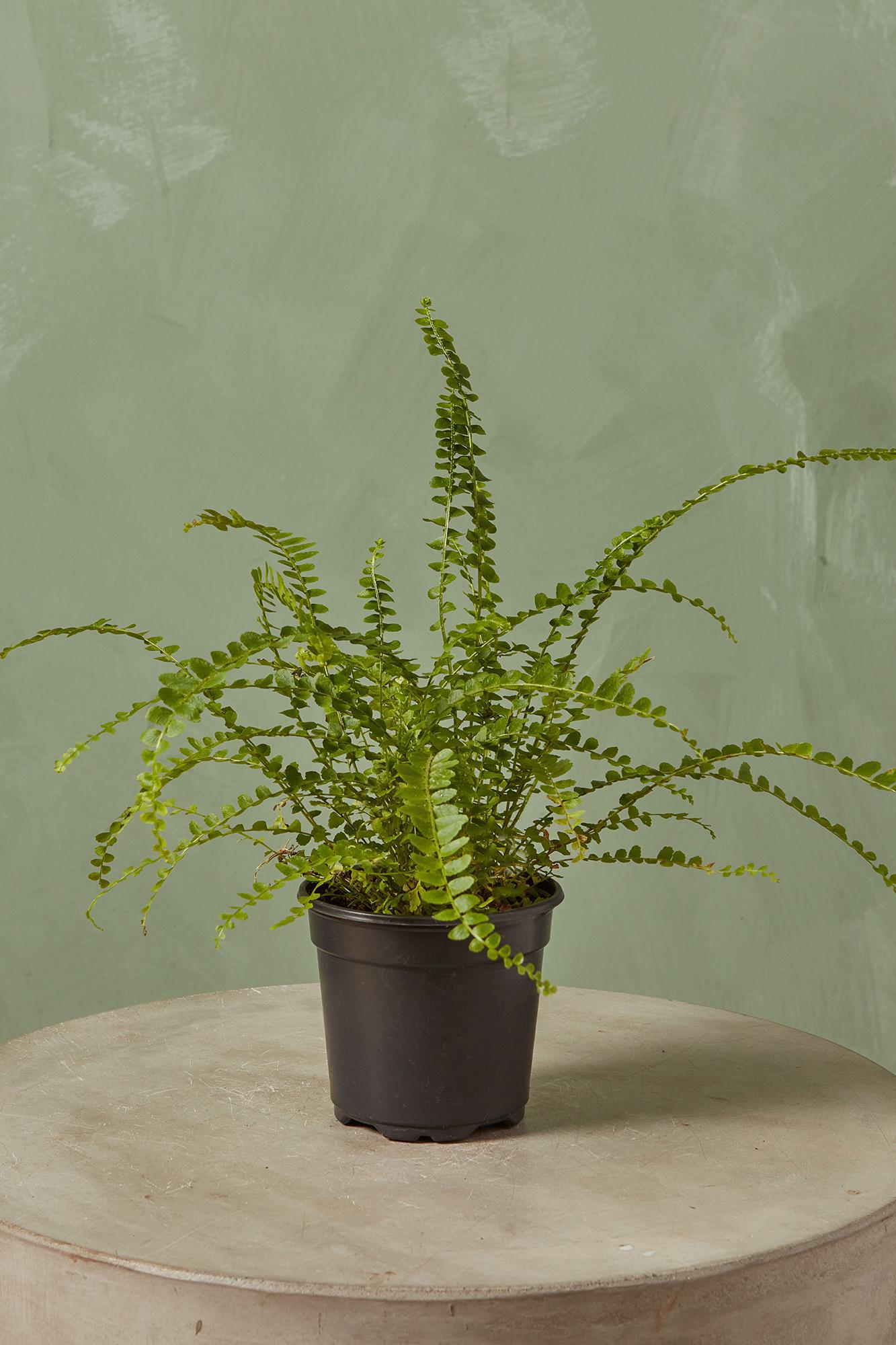 Assorted Fern