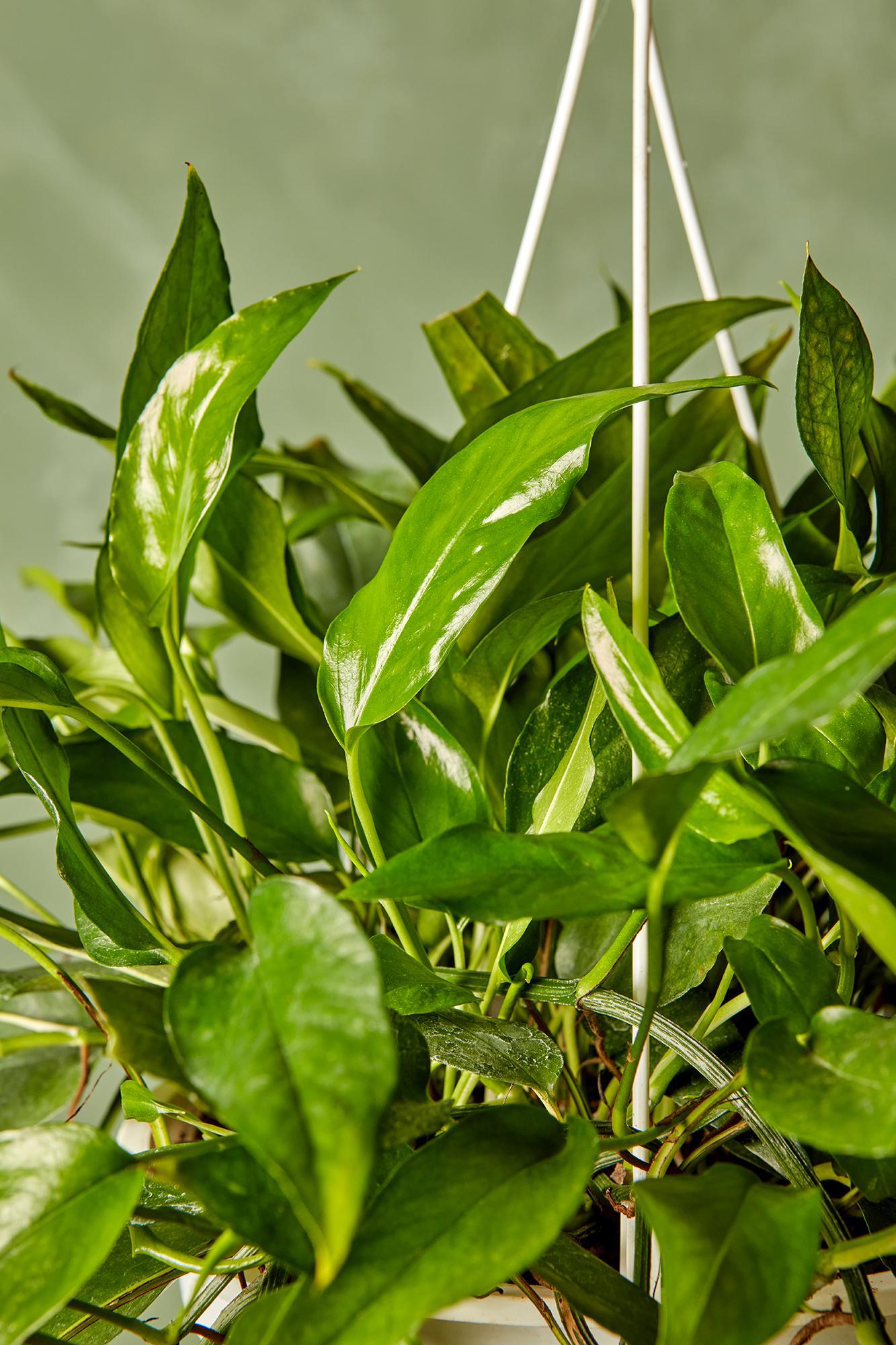 Skeleton Key Pothos