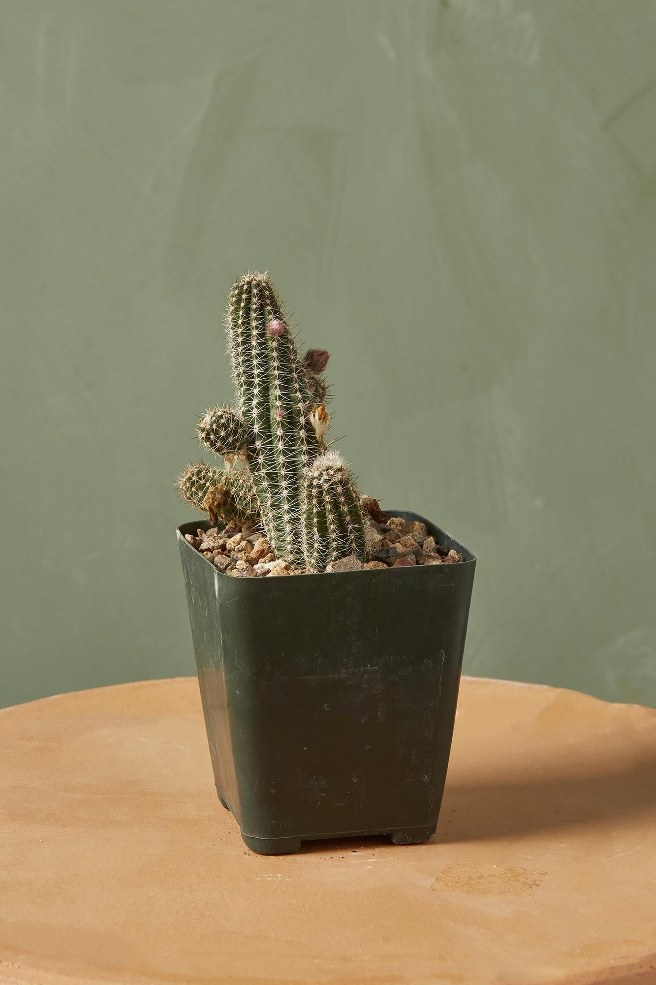 Peanut Cactus