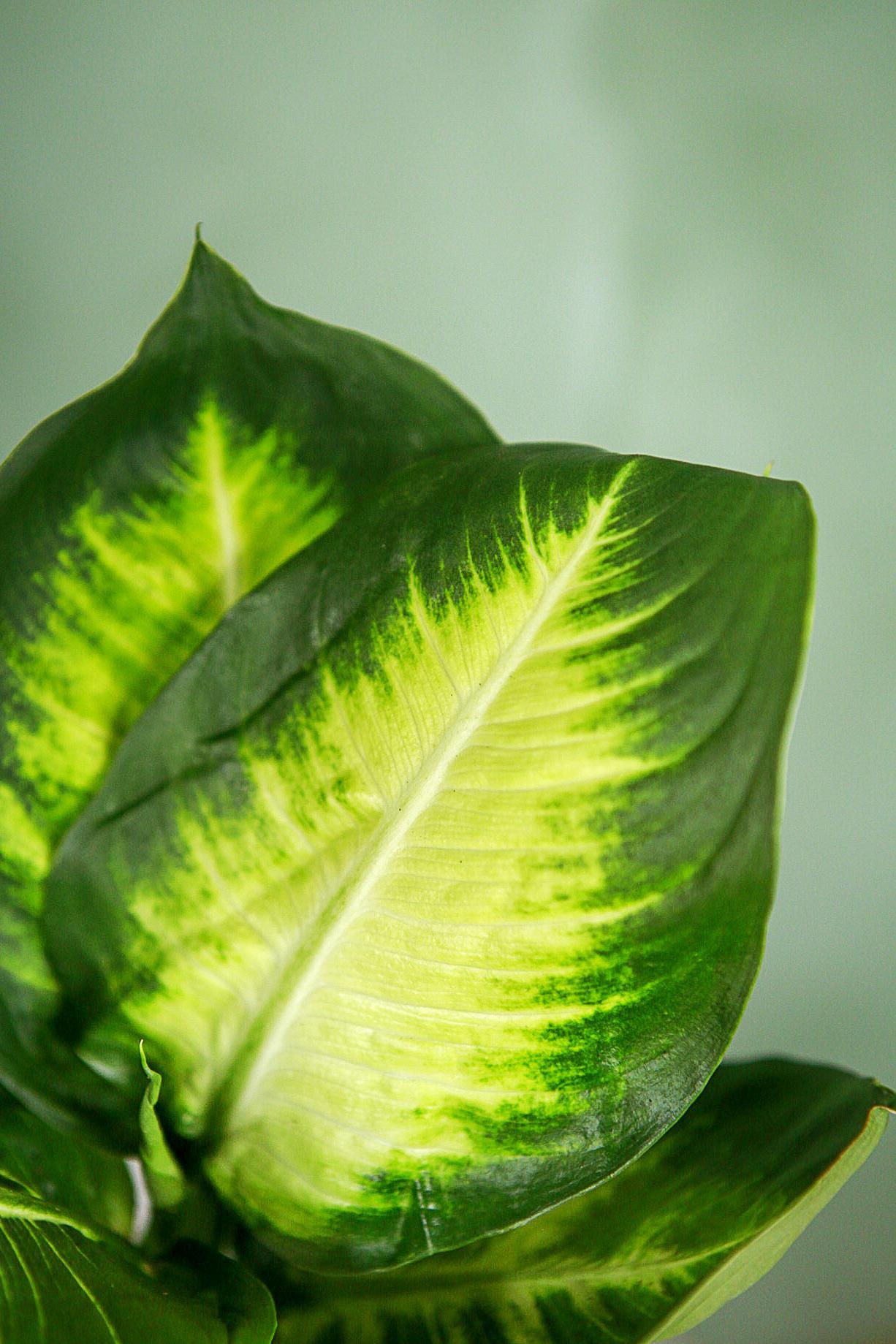 Dieffenbachia 'Tropic Marianne'