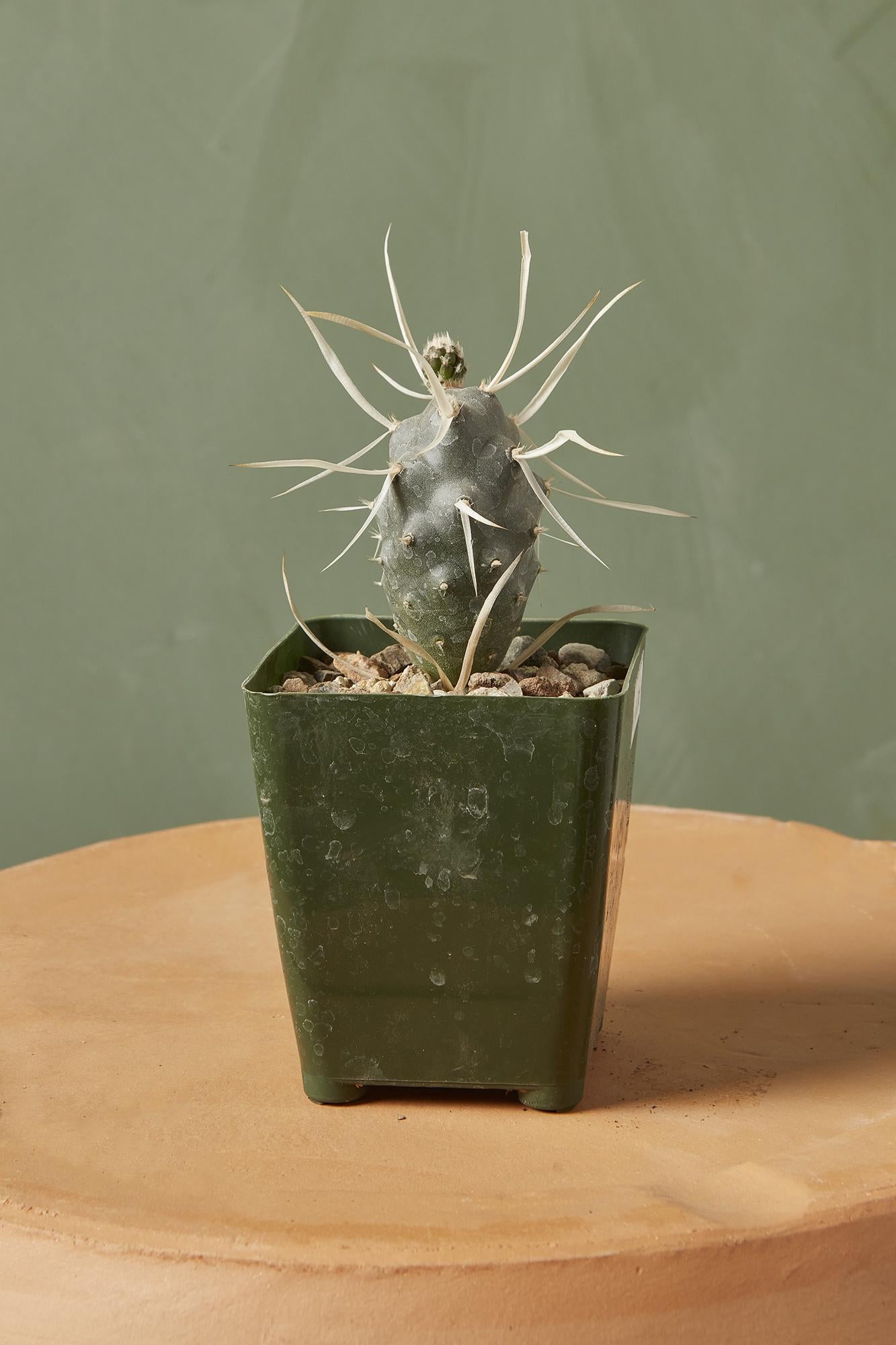 Paper Spine Cactus