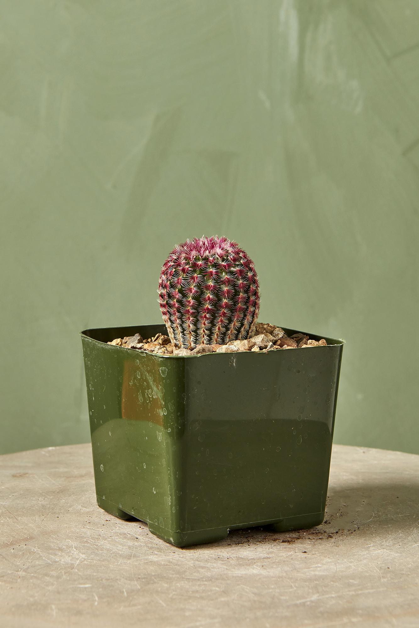 Rainbow Cactus