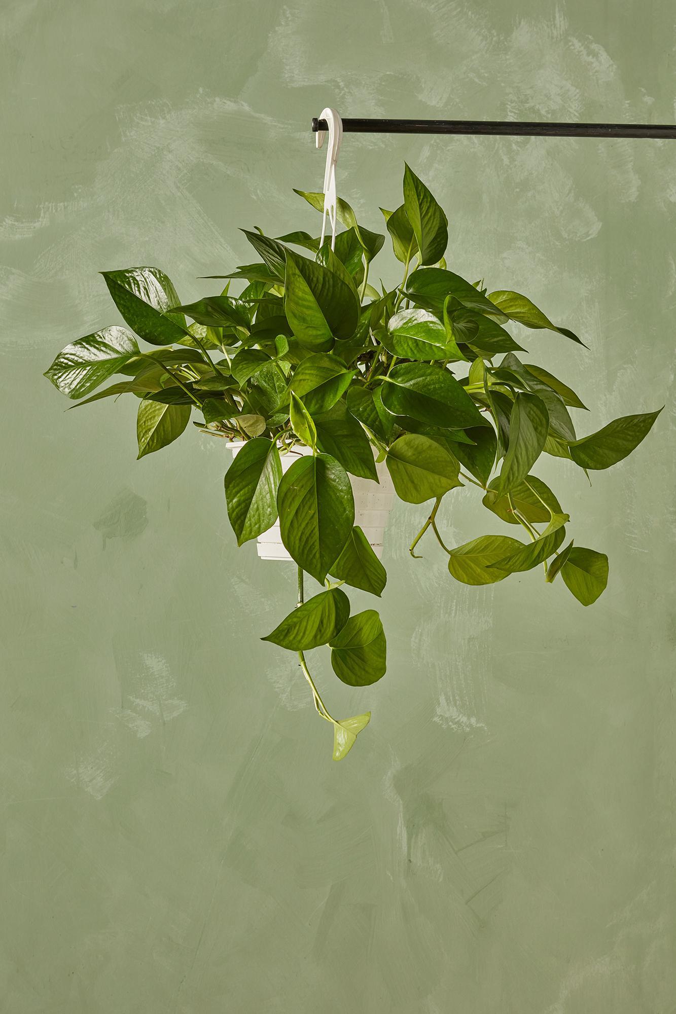 Jade Pothos