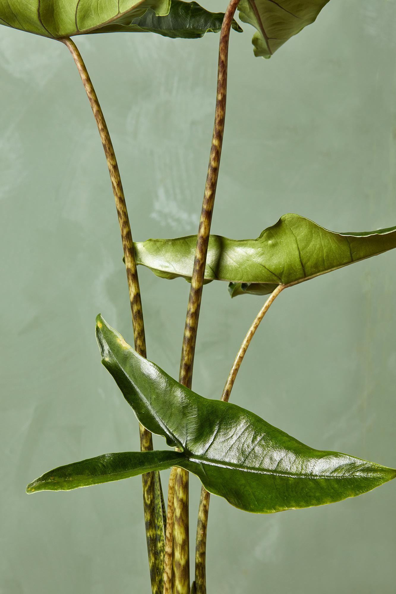 Alocasia 'Tigrina Superba'