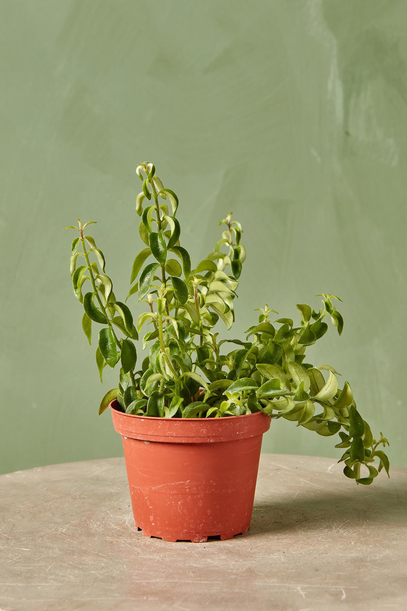 Twisted Lipstick Plant