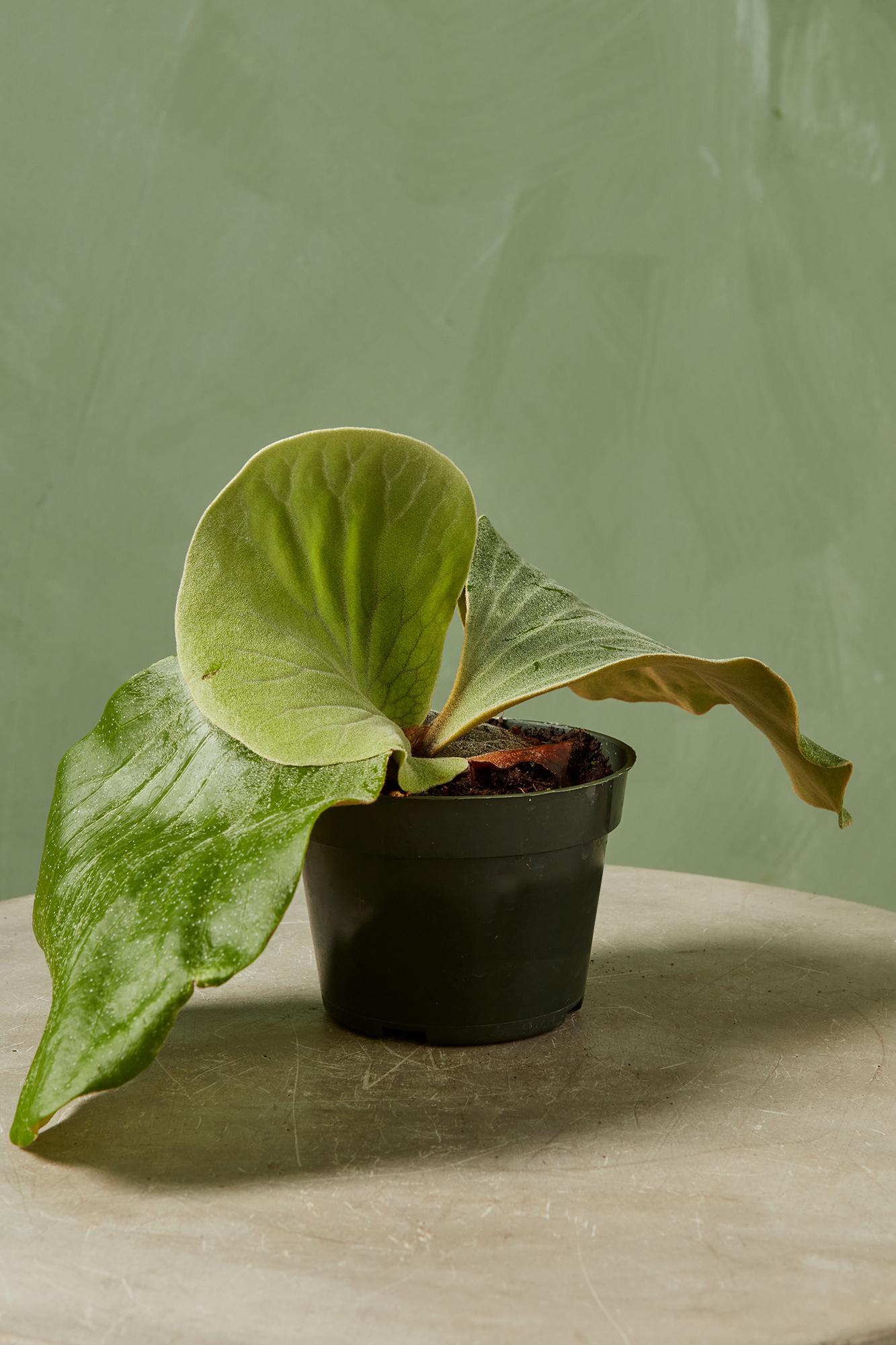 Giant Staghorn Fern