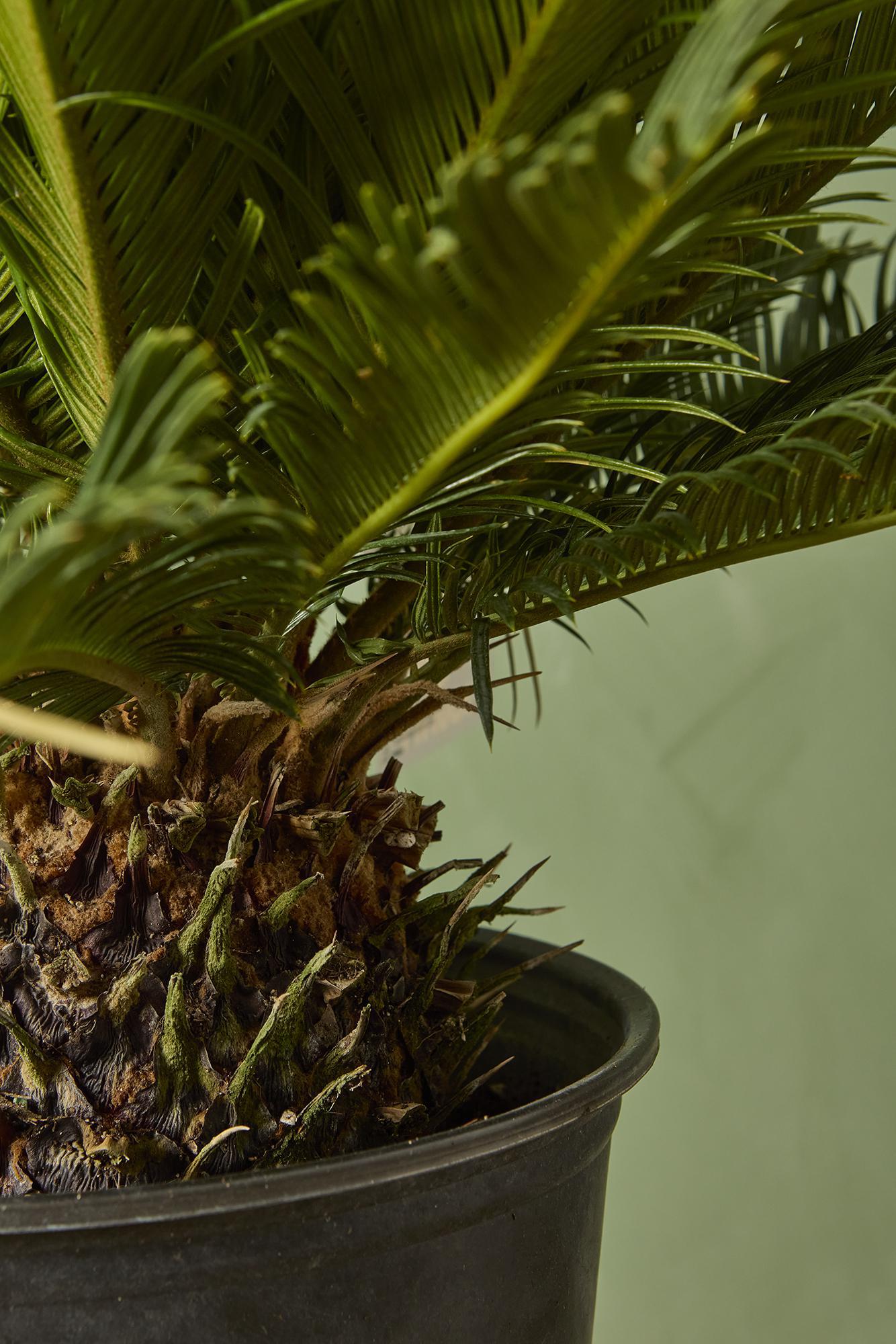 Sago Palm