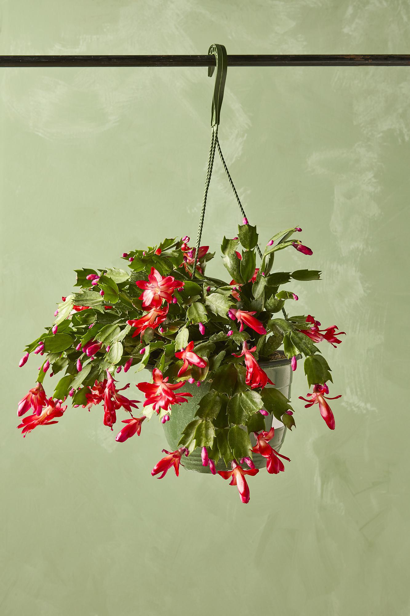 Thanksgiving Cactus