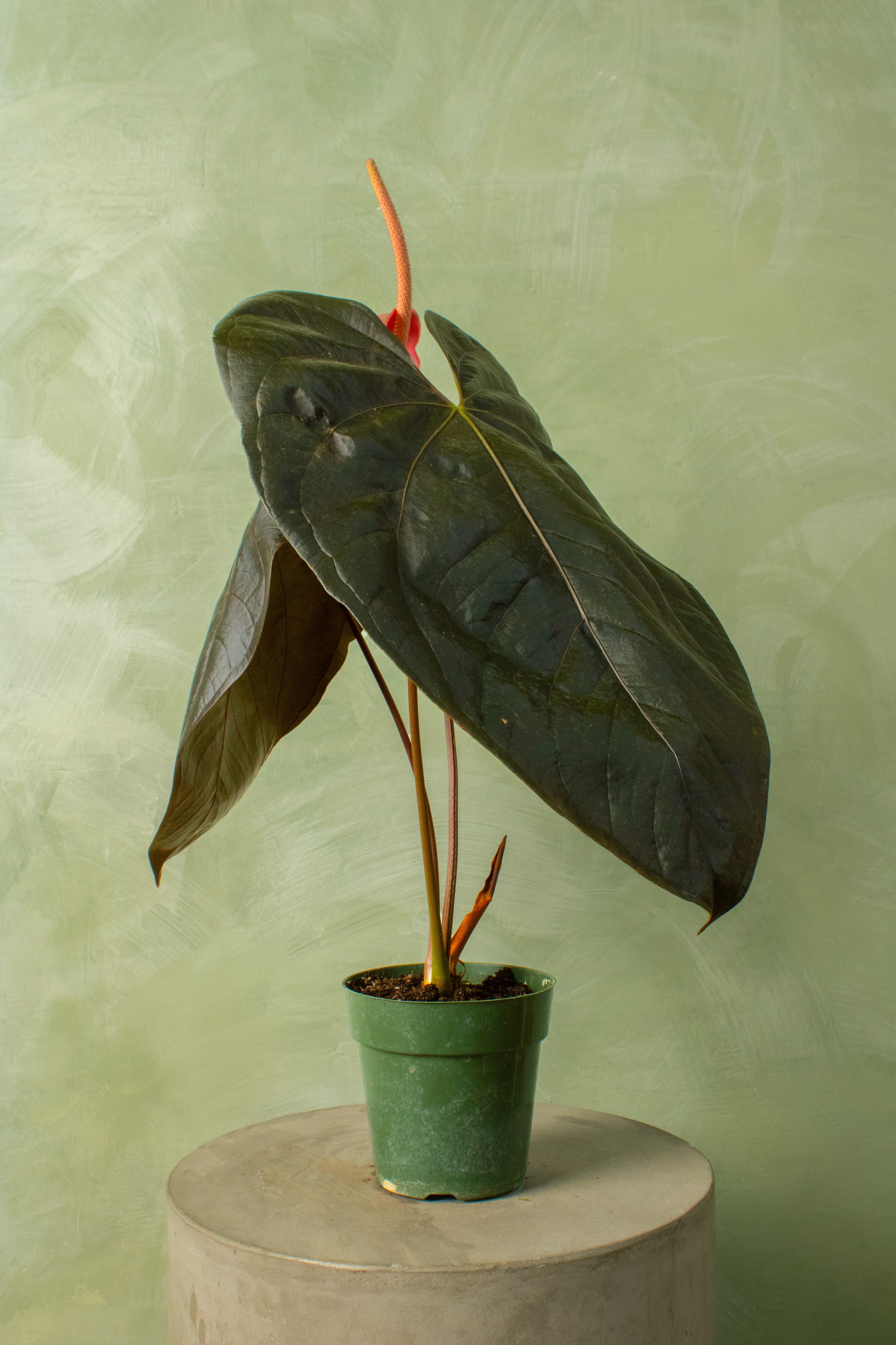 Anthurium 'Queen of Hearts'