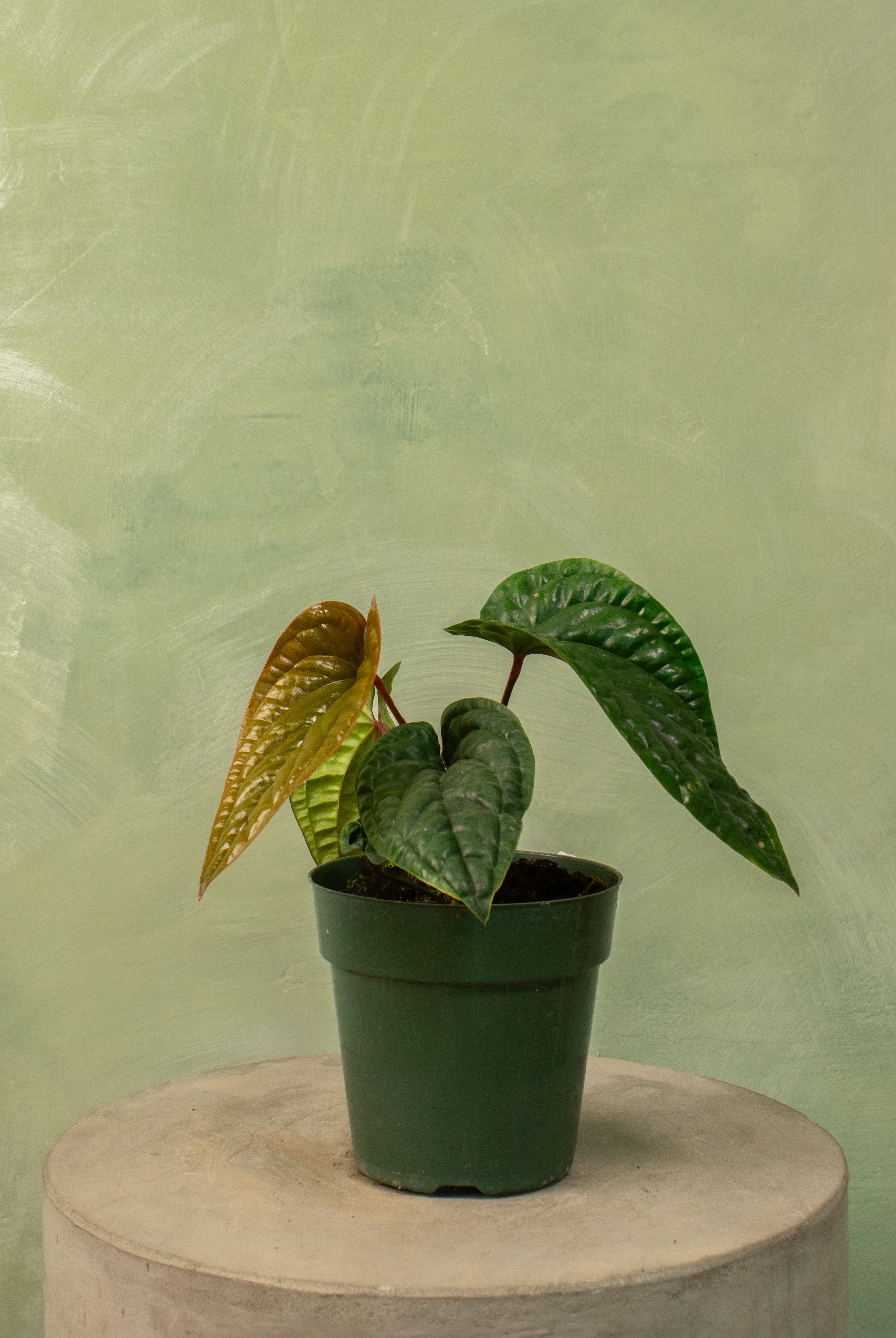 Anthurium radicans x luxurians