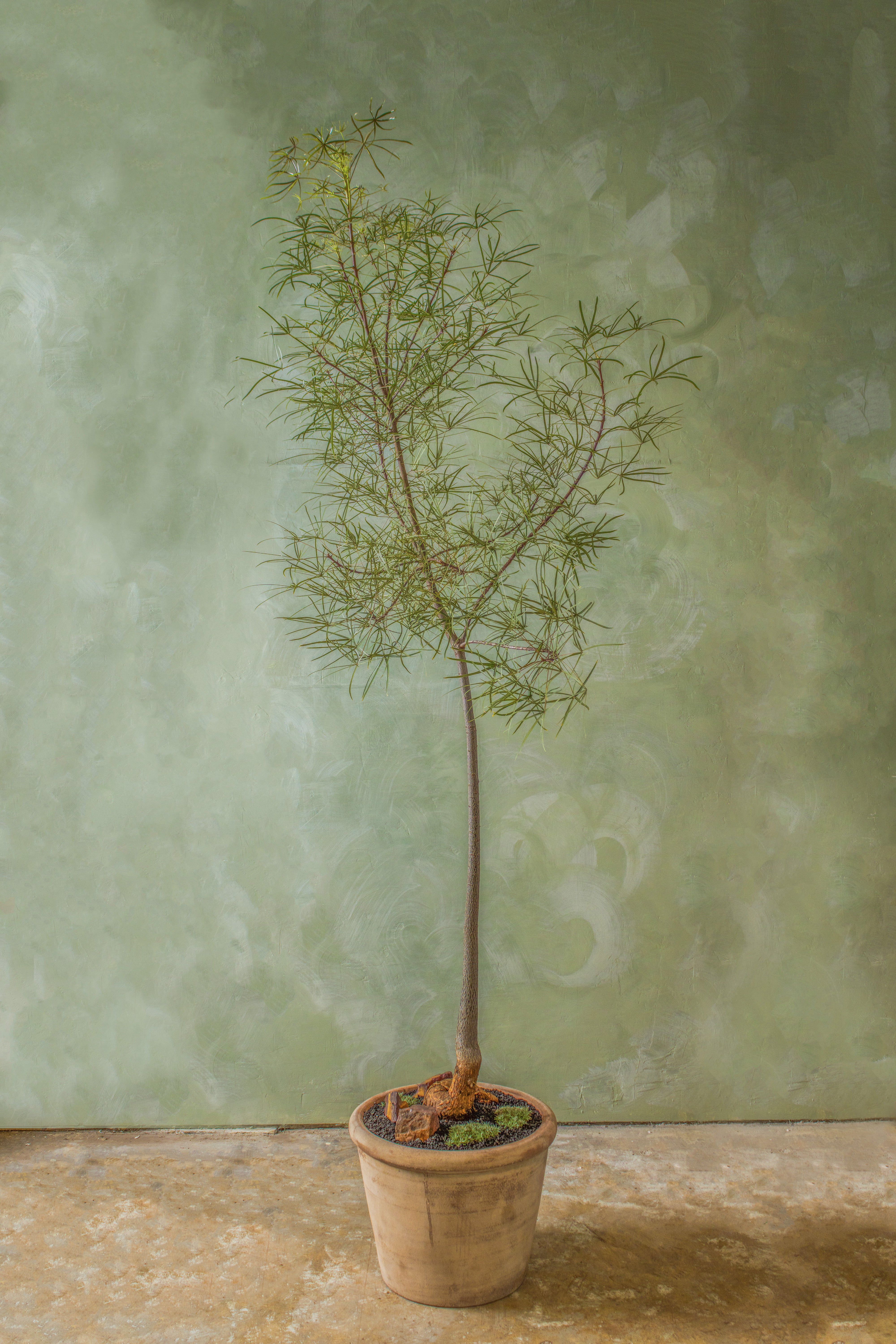 Potted 15" Australian Bottle Tree