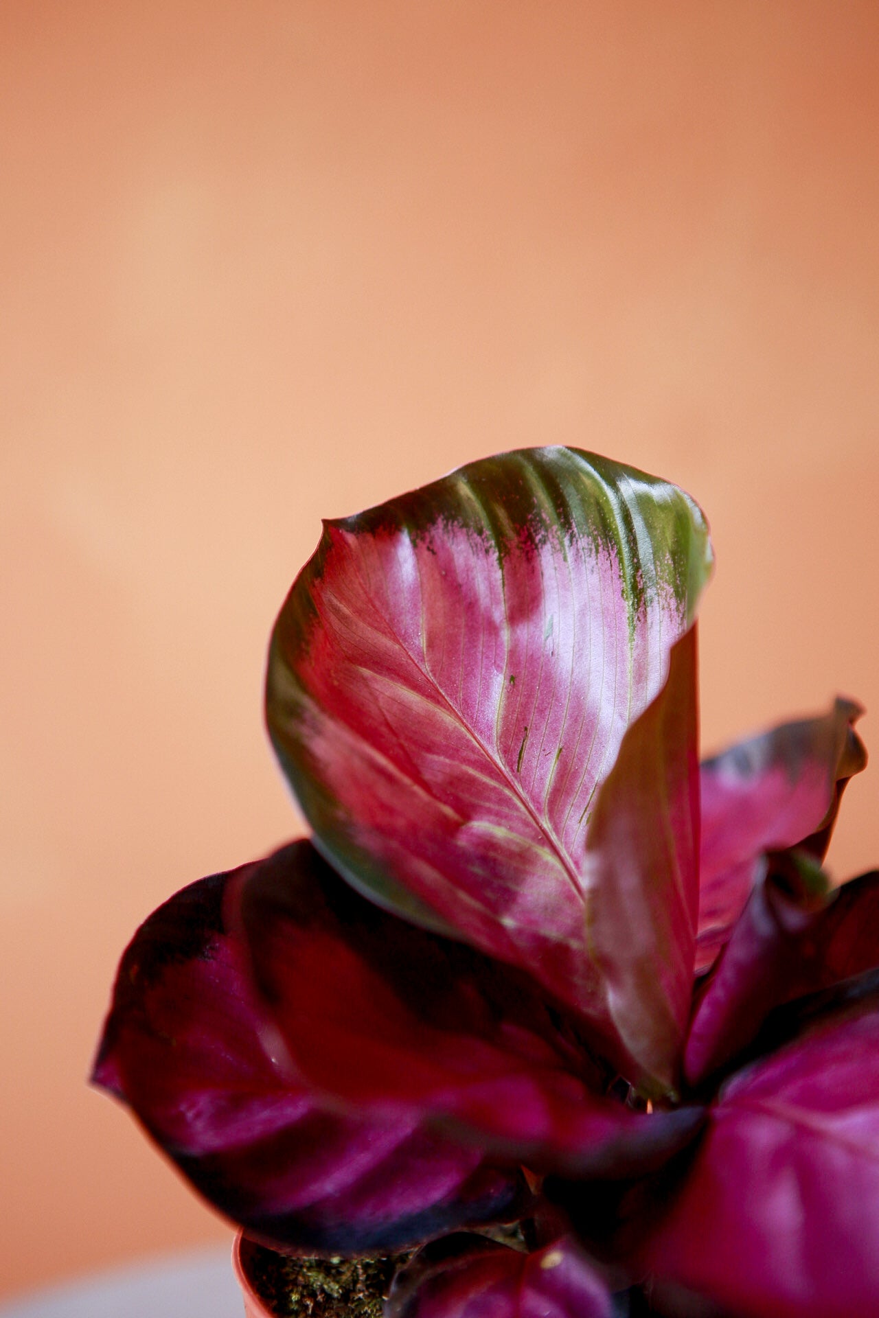 Calathea 'Purple Rose'