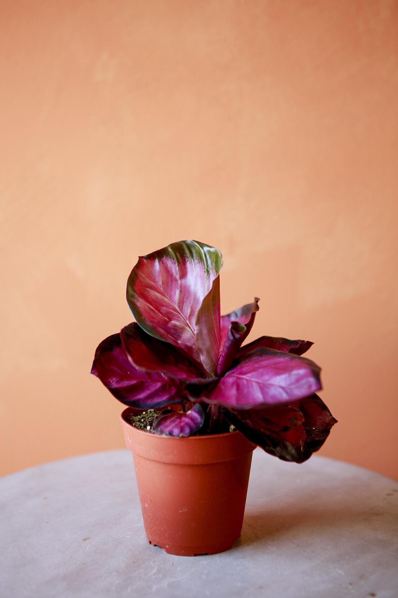 Calathea 'Purple Rose'