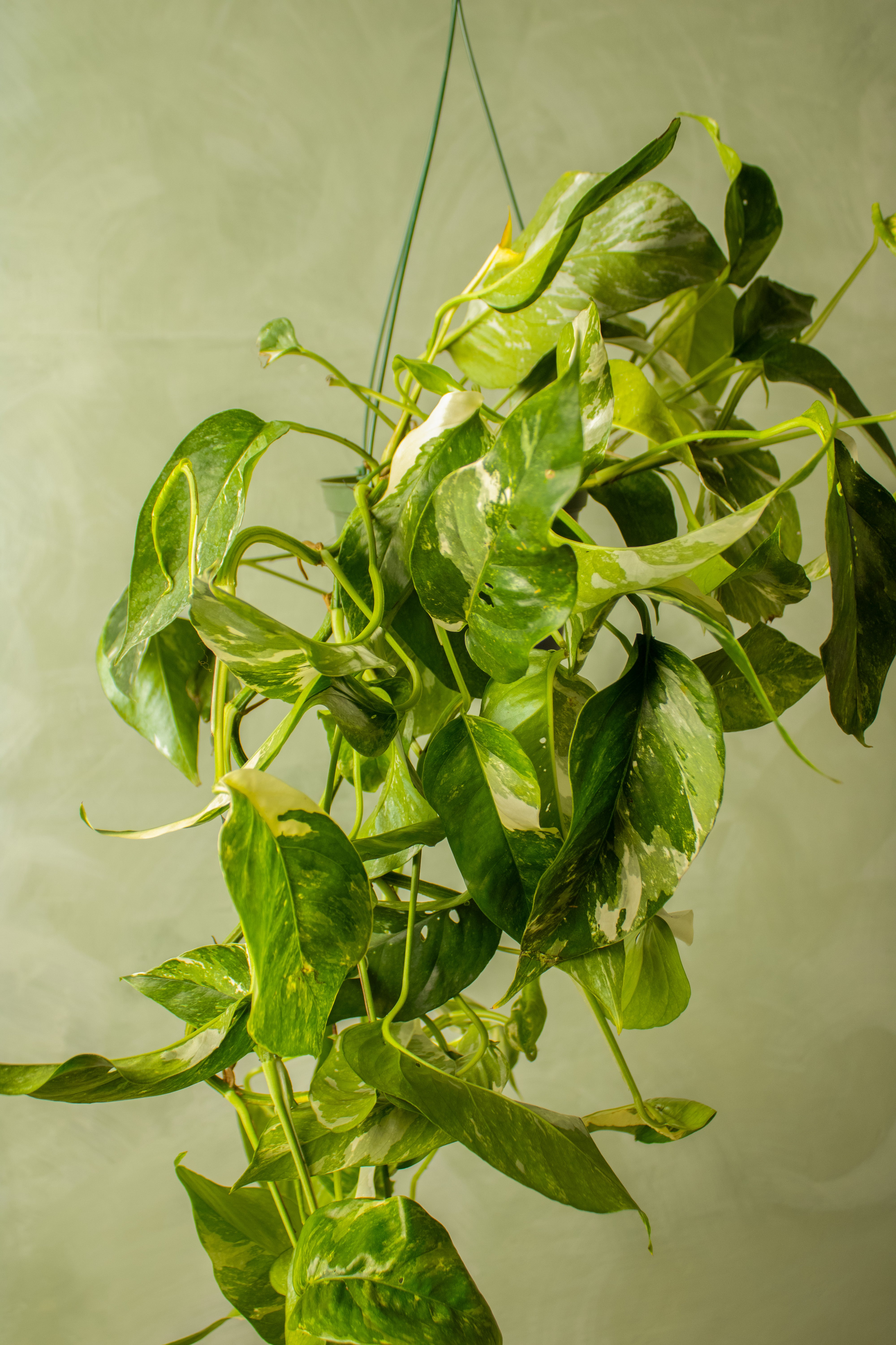 Epipremnum pinnatum 'Albo'