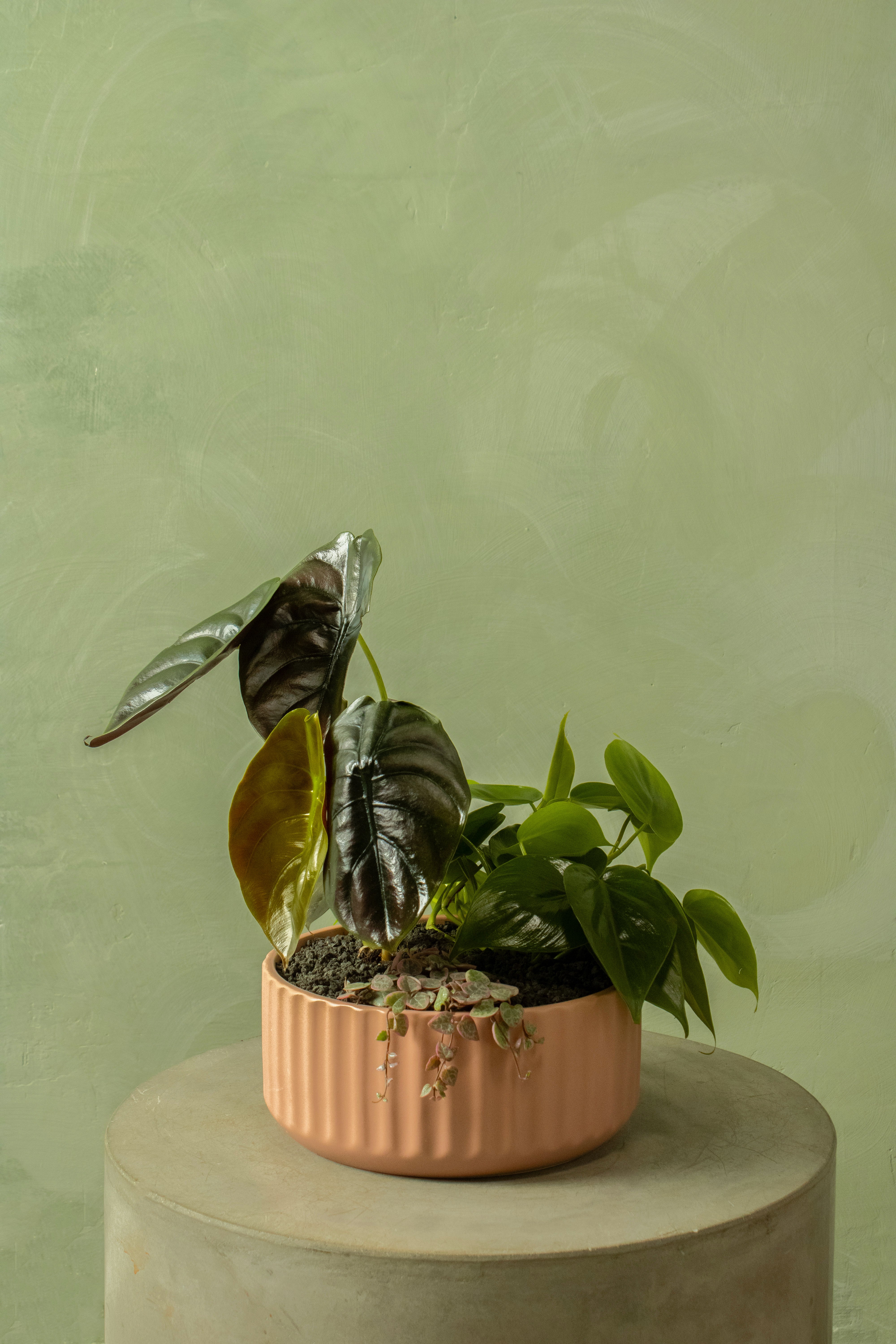 Polyhymnia Arrangement