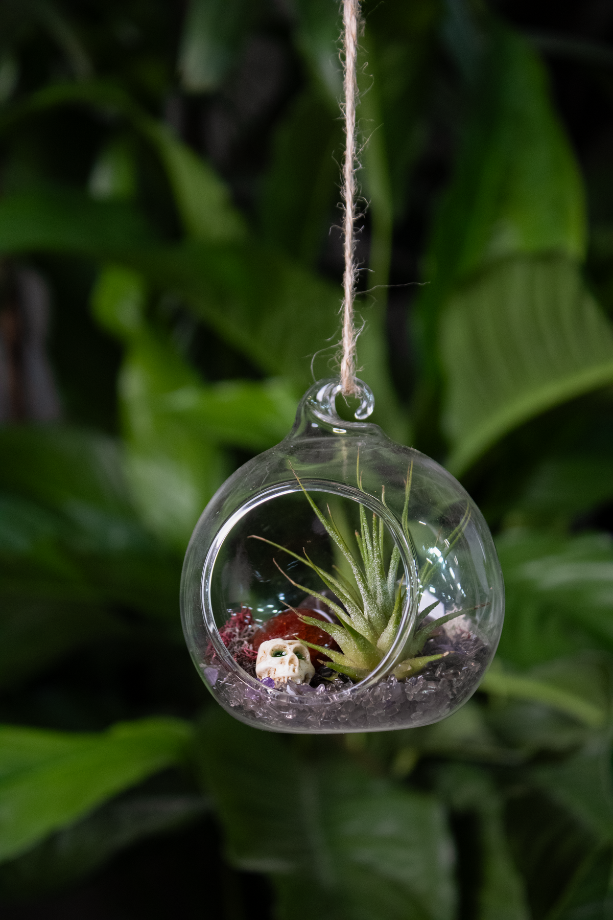 Haunted Air Plant Vivariums @ Capitol Hill - 7pm on October 16th