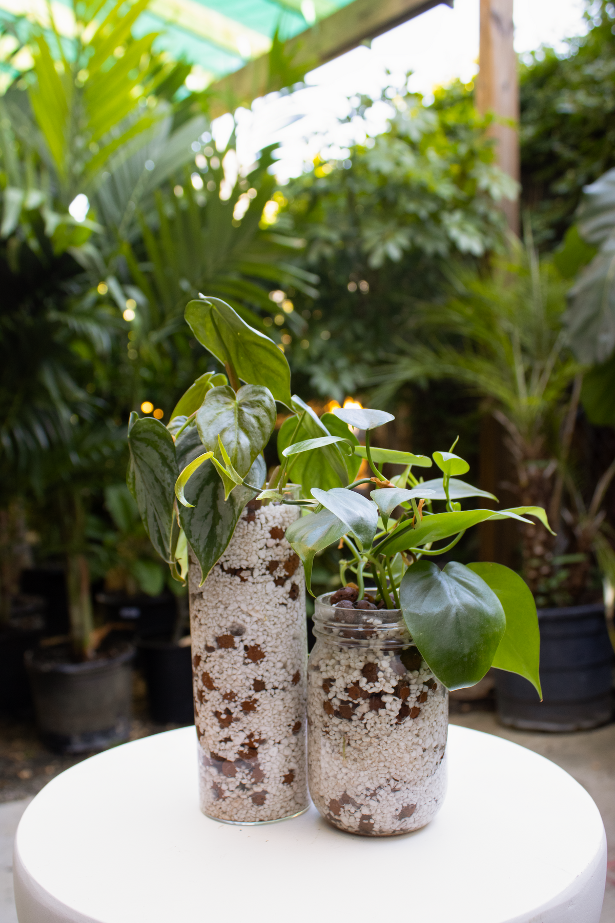 Semi-Hydroponics Workshop @ Ballston - 7pm on September 29th