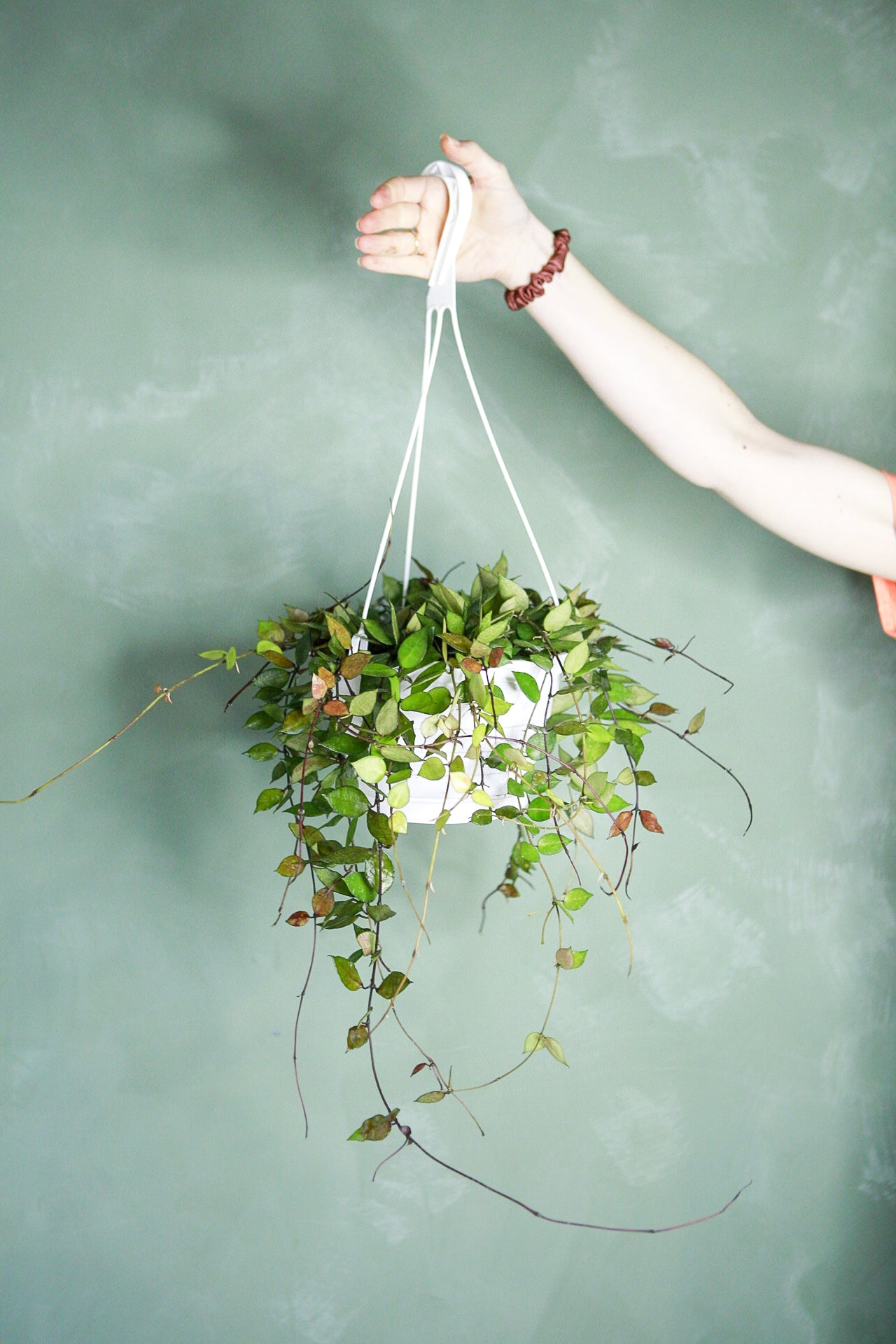 Hoya krohniana