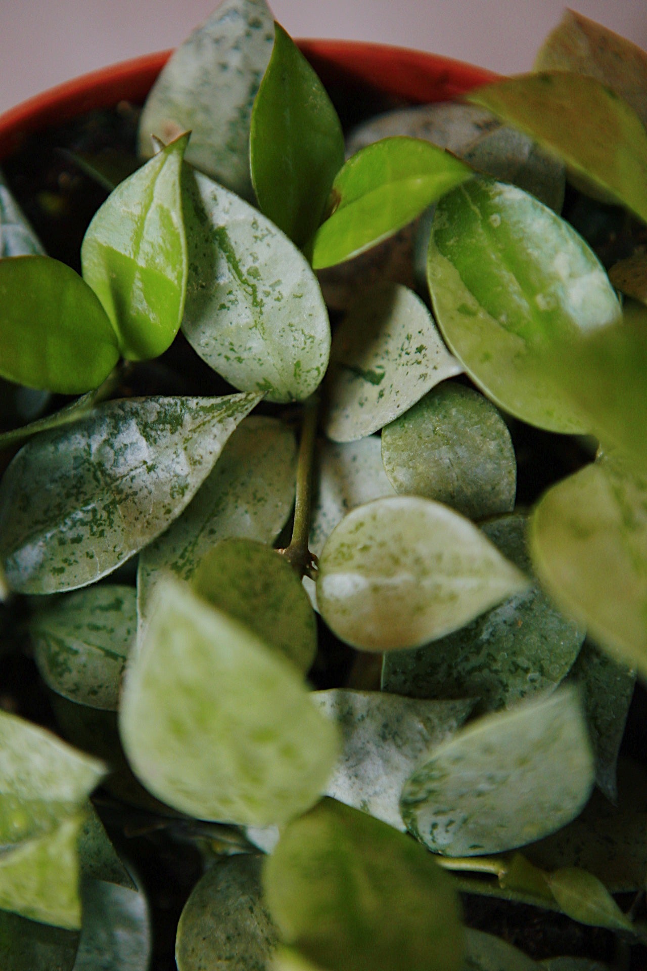 Hoya Krohniana 'Super Silver'