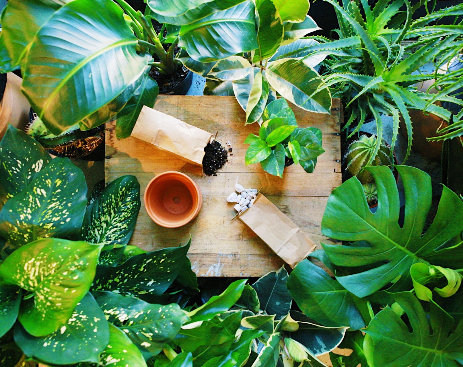 Plant Care Basics at RW BQ 11/20 @ 7PM