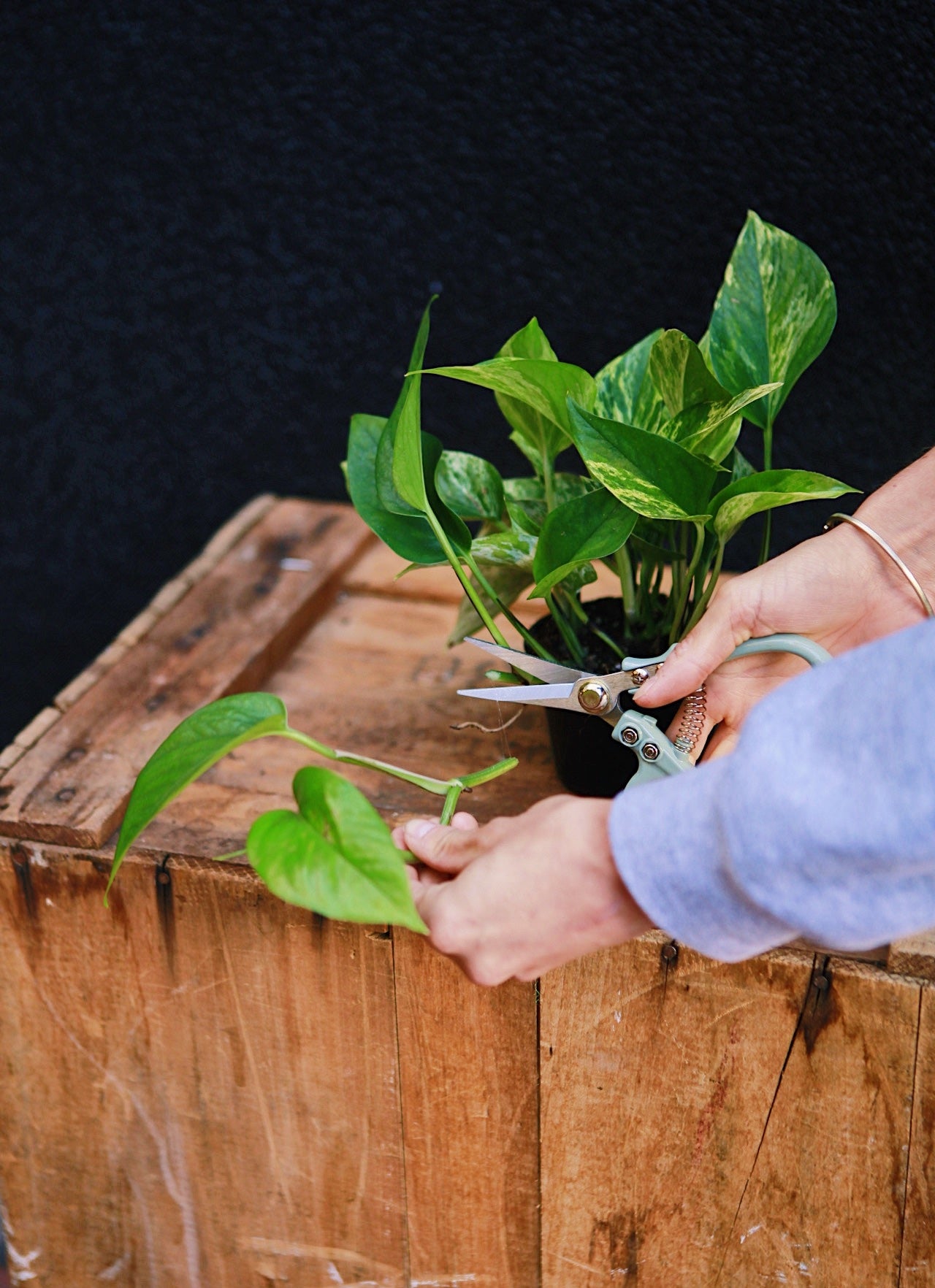 Plant Care Intermediate @ Shaw - 7pm on March 3rd