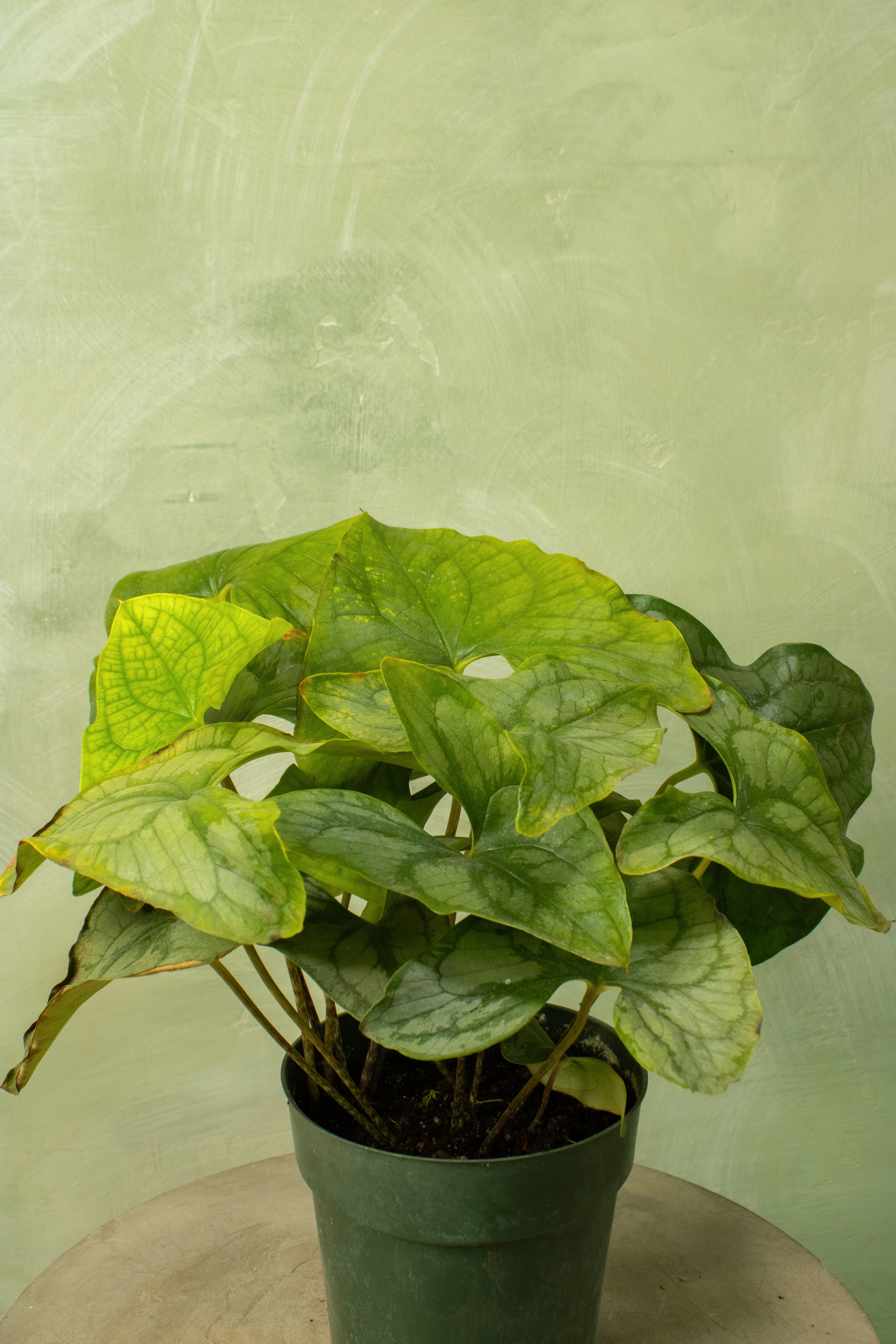 Stylochaeton bogneri