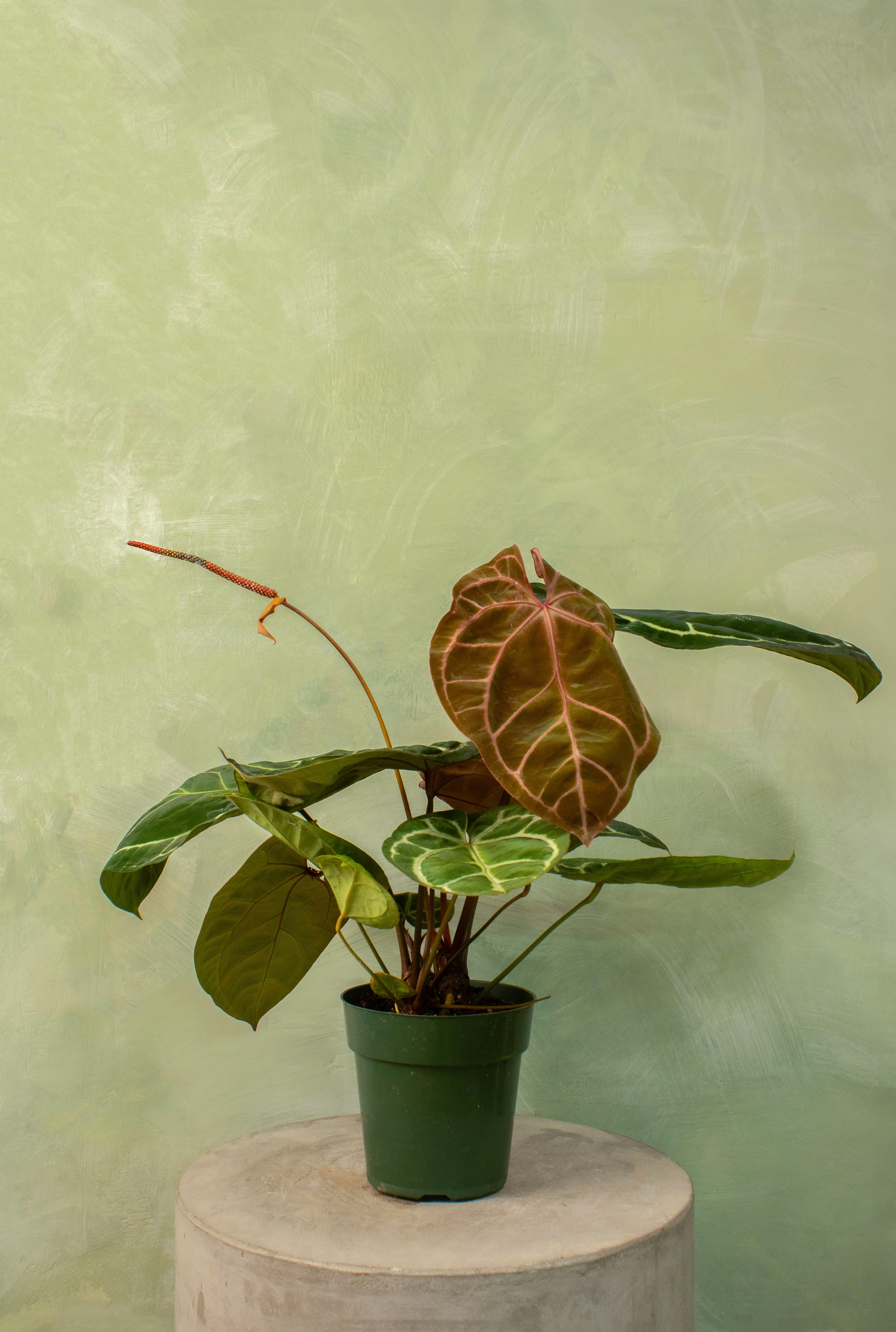 Anthurium Tezula Red Crystallinum - 4"