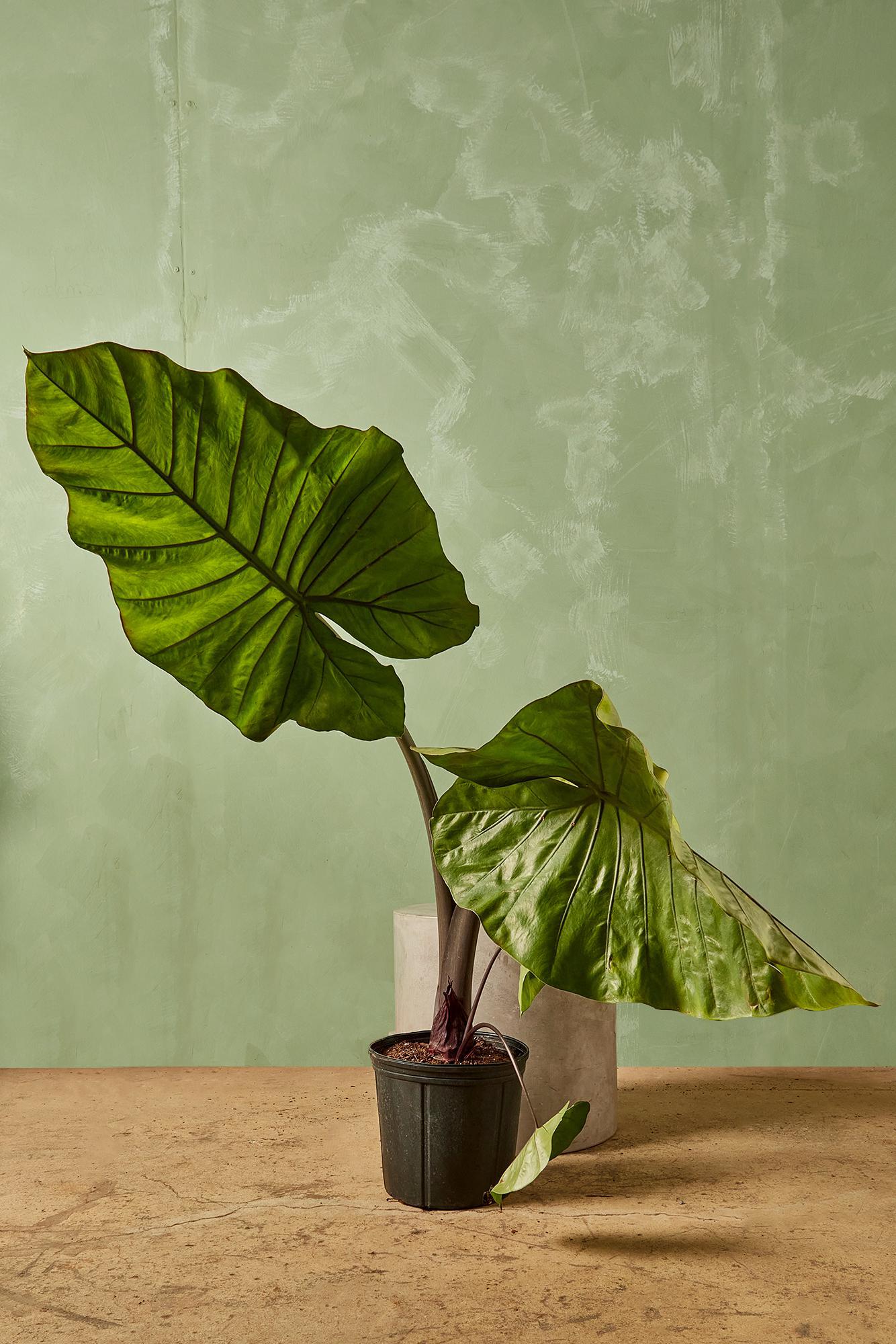 Alocasia 'Dark Star'