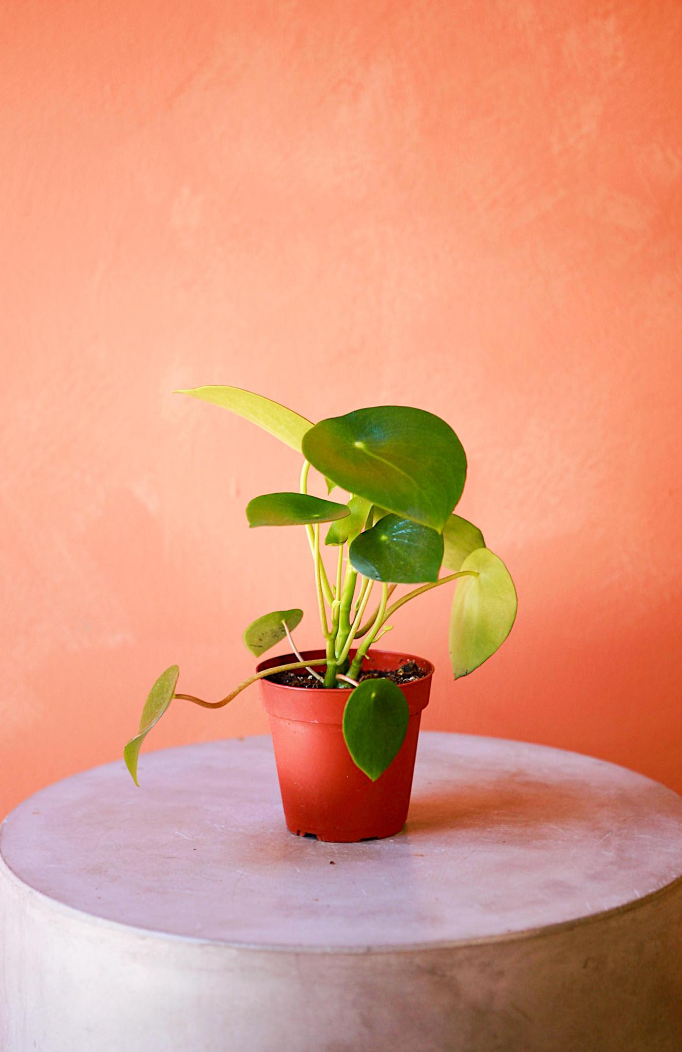 Peperomia 'Raindrop'