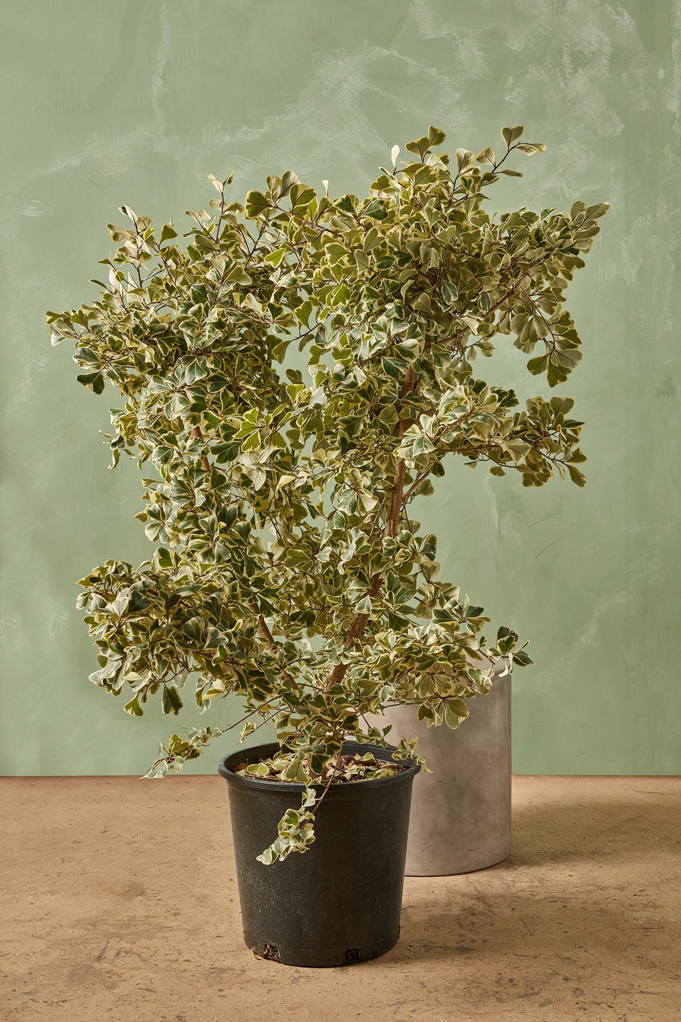 Ficus Triangularis