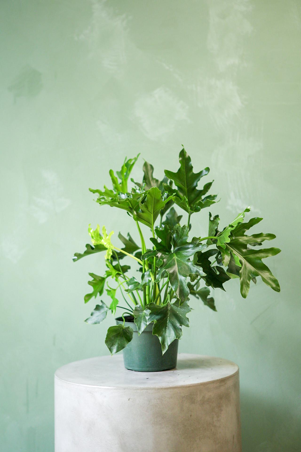 Philodendron 'Lickety Split'