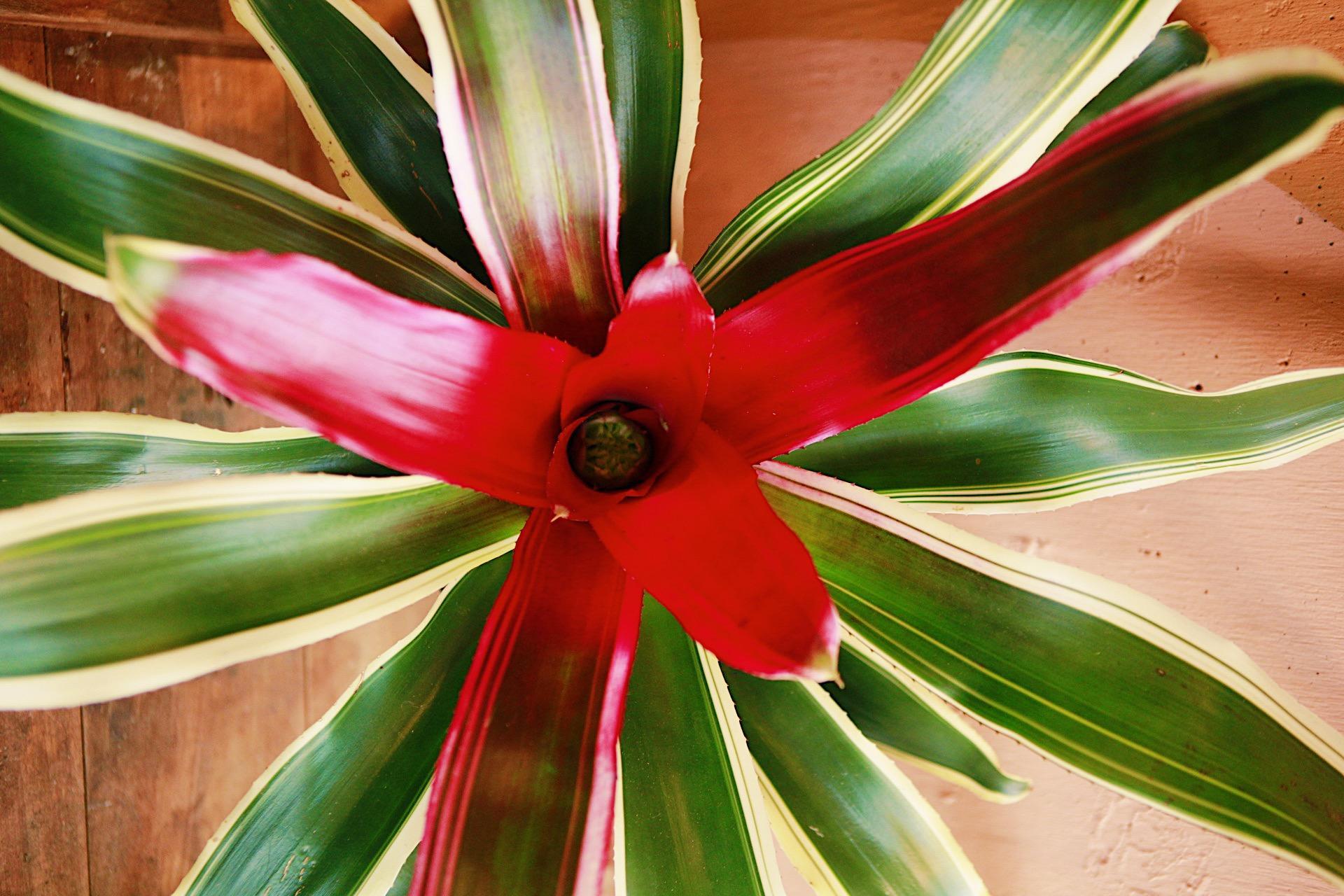 Bromeliad Neoreglia
