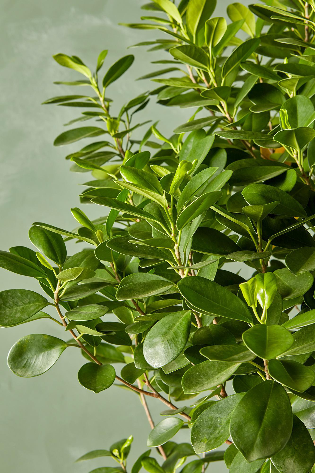 Ficus 'Moclame'