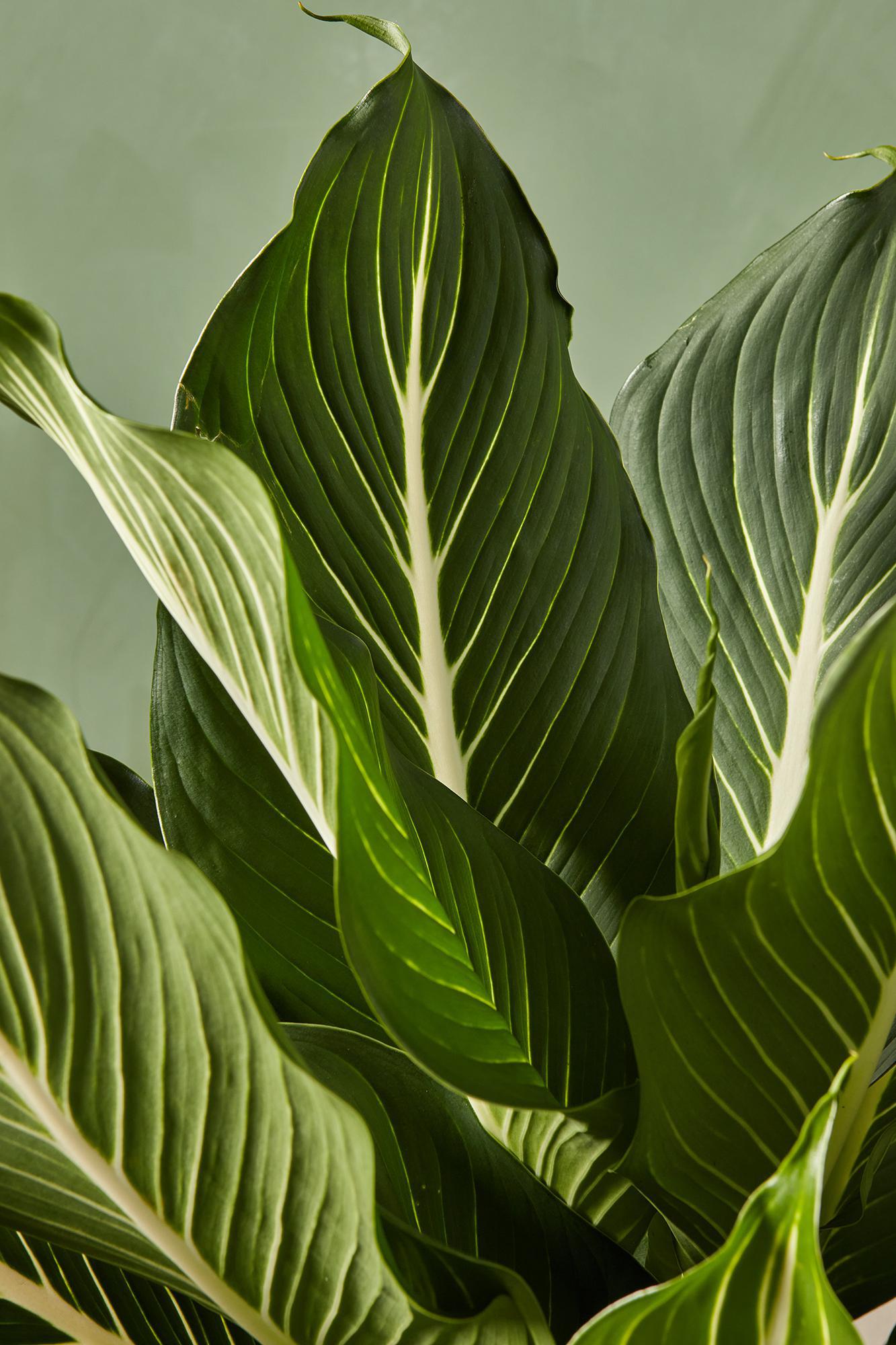 Dieffenbachia 'Sterling'