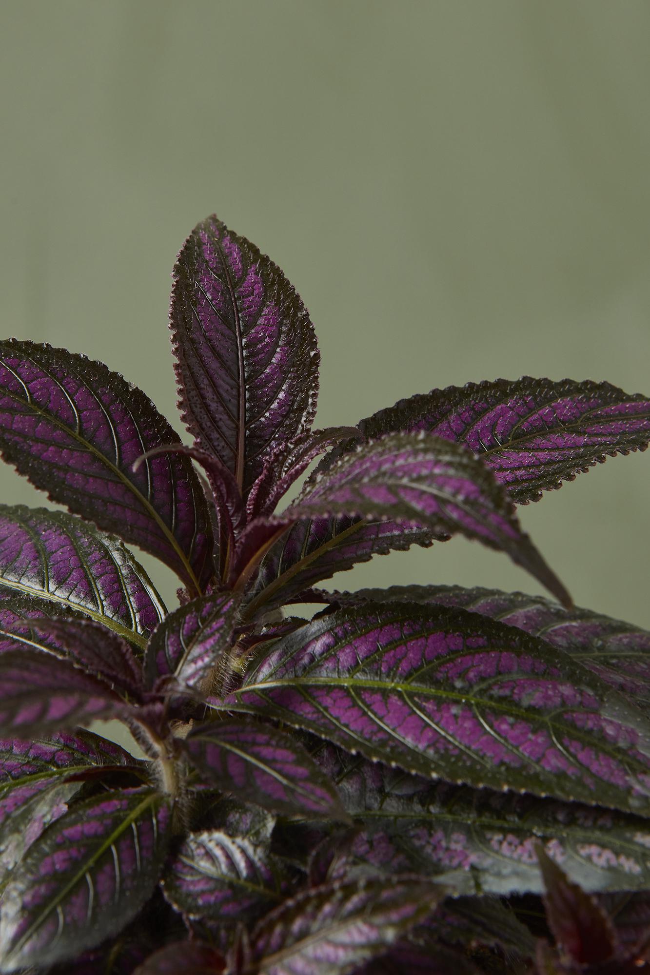 Persian Shield