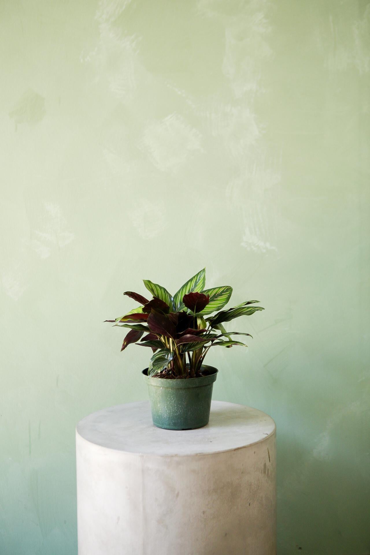 Calathea 'Beauty Star'