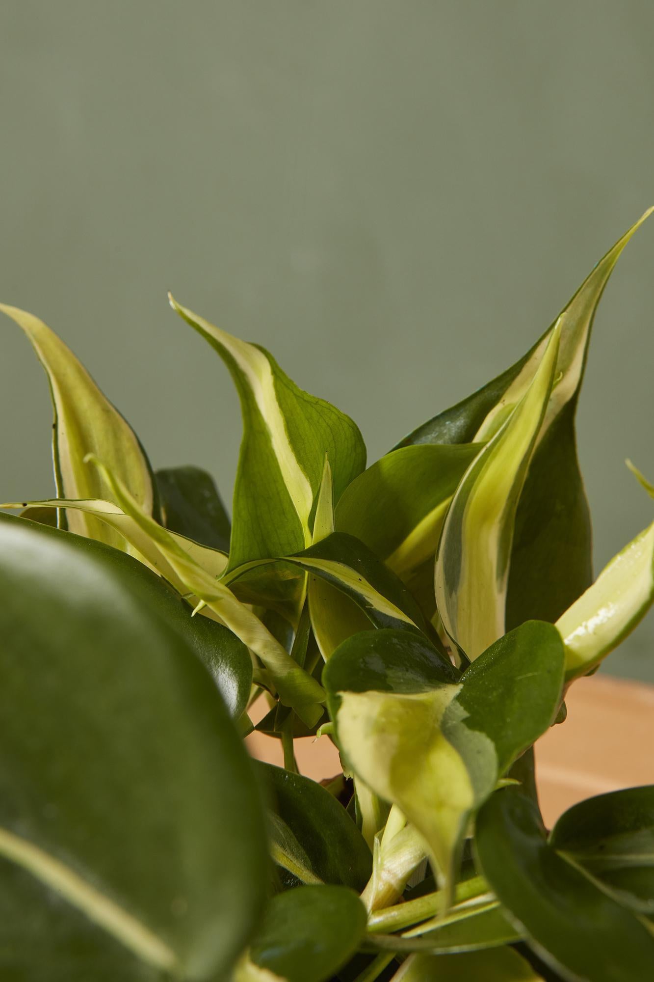 Philodendron 'Rio'