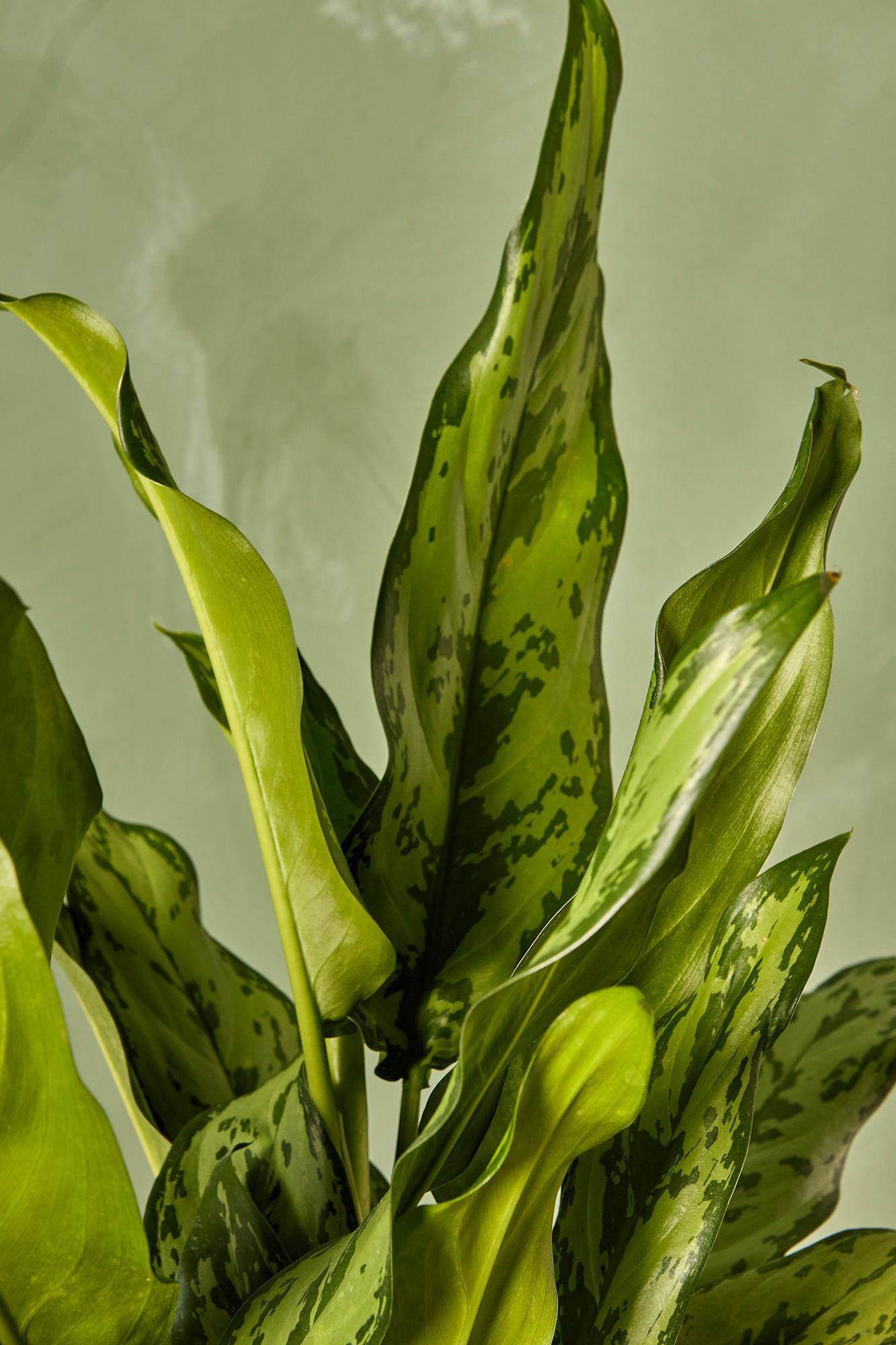 Aglaonema 'Romeo'