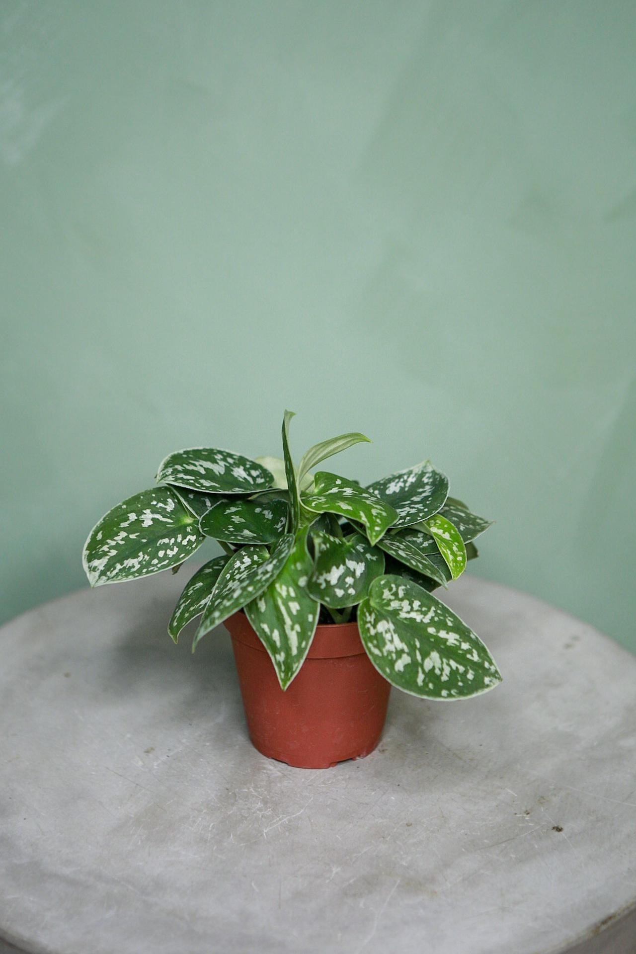 Scindapsus 'Argyraeus'