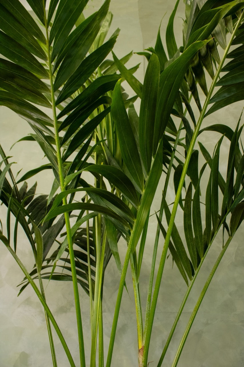14" Adonidia Palm
